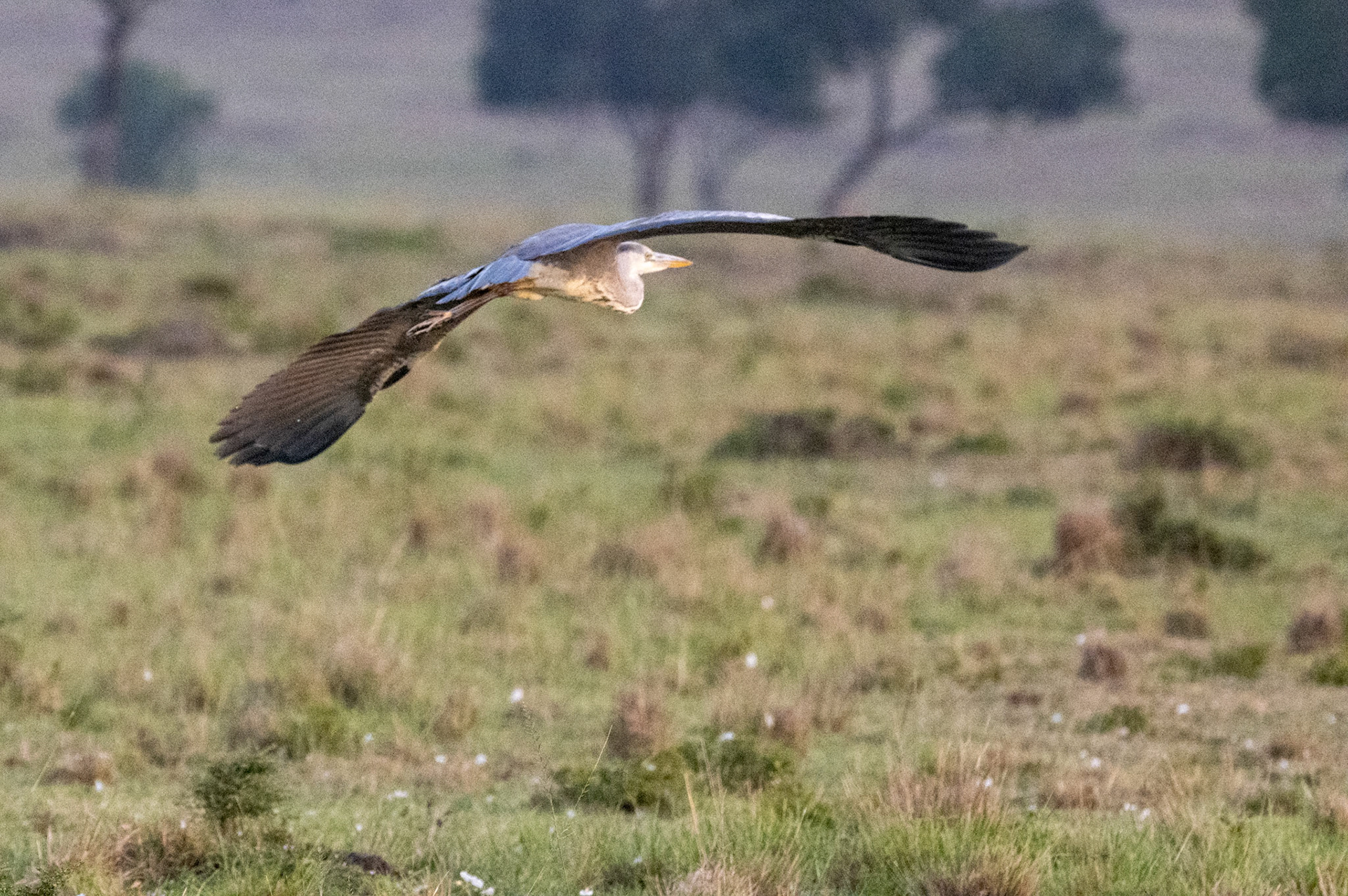 Yellow-billed Stork