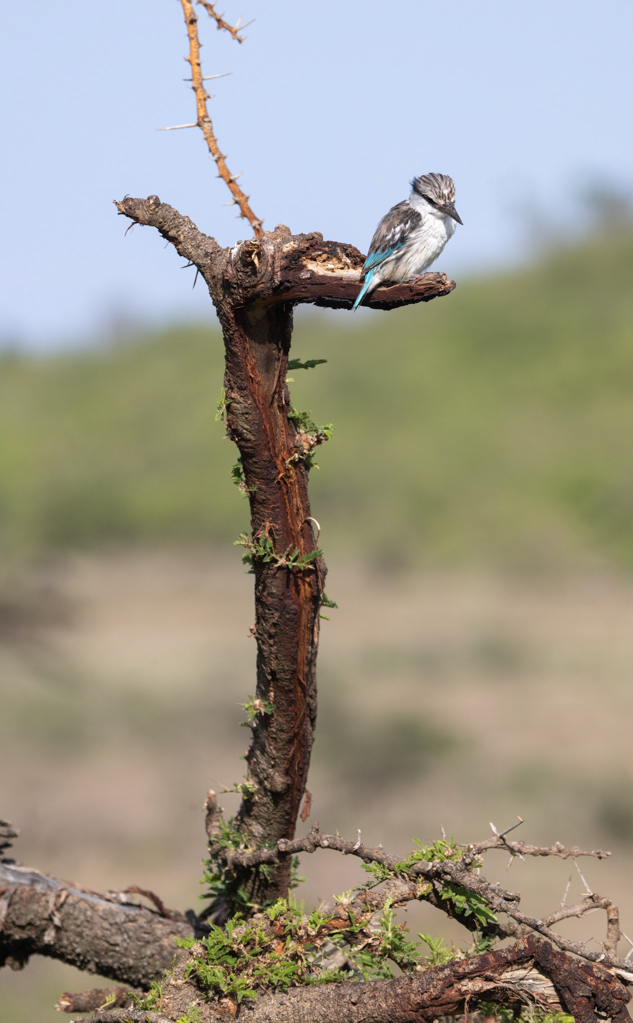 Striped Kingfisher