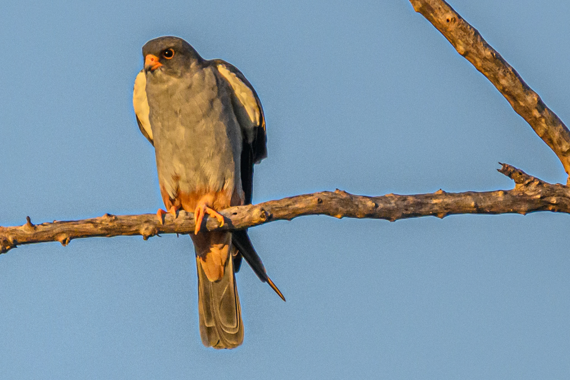 Amur Falcon