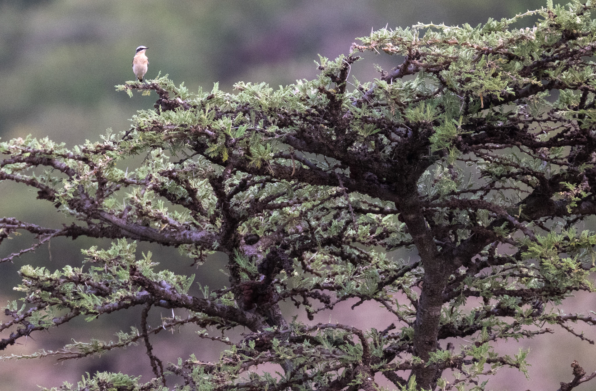 Black-Eared Wheatear