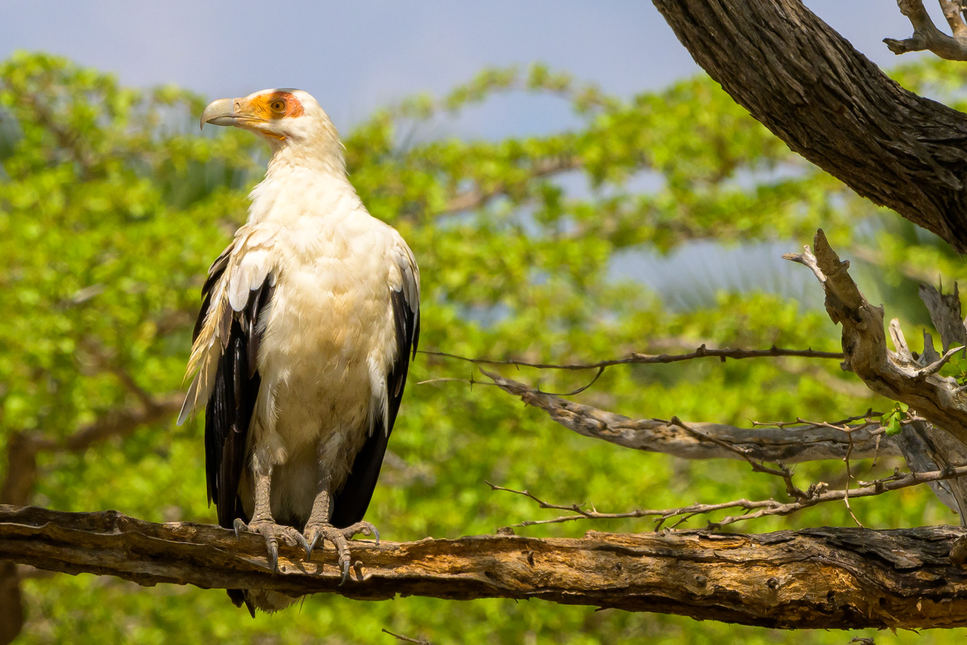 Palm-nut Vulture