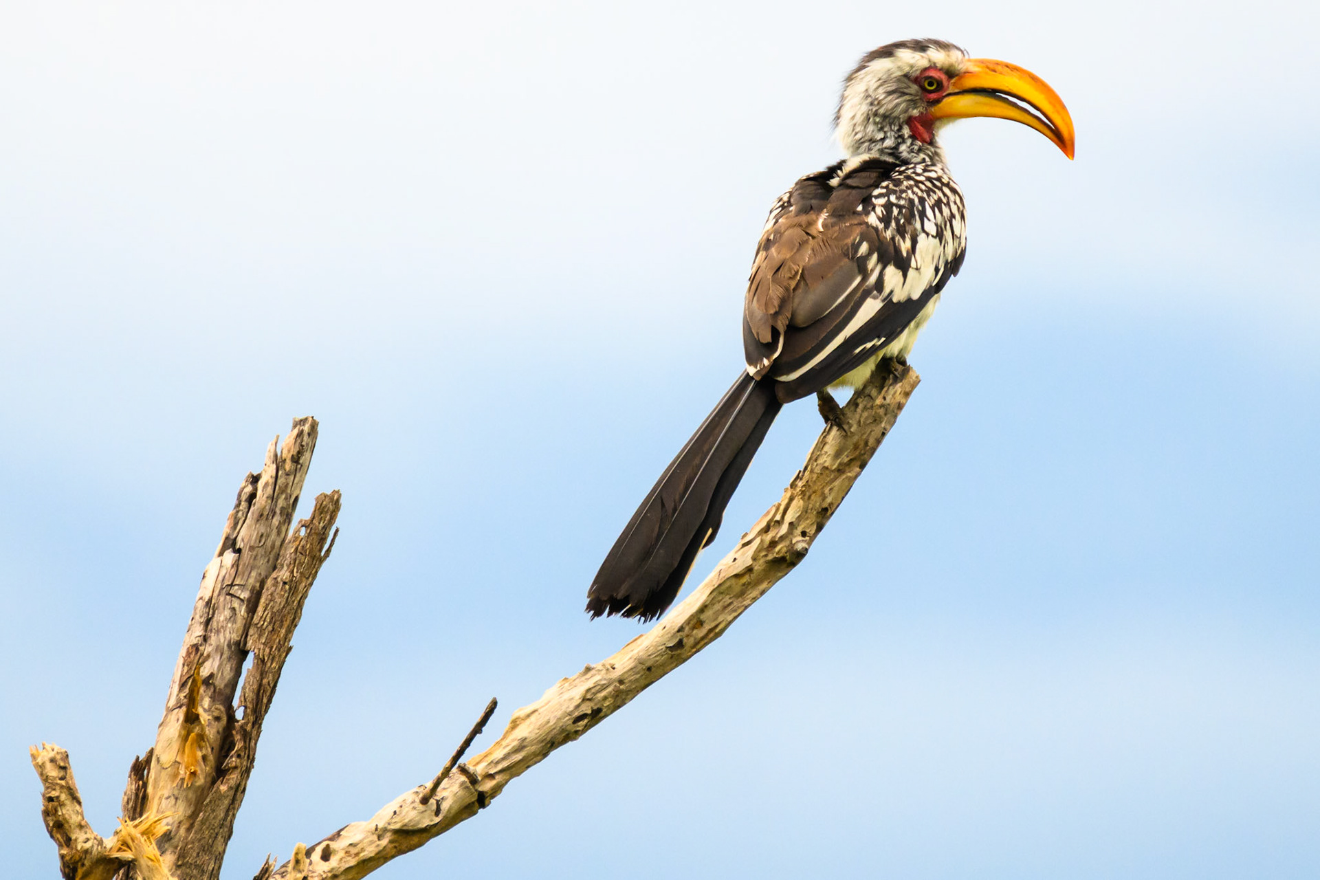 Yellow-billed Hornbill