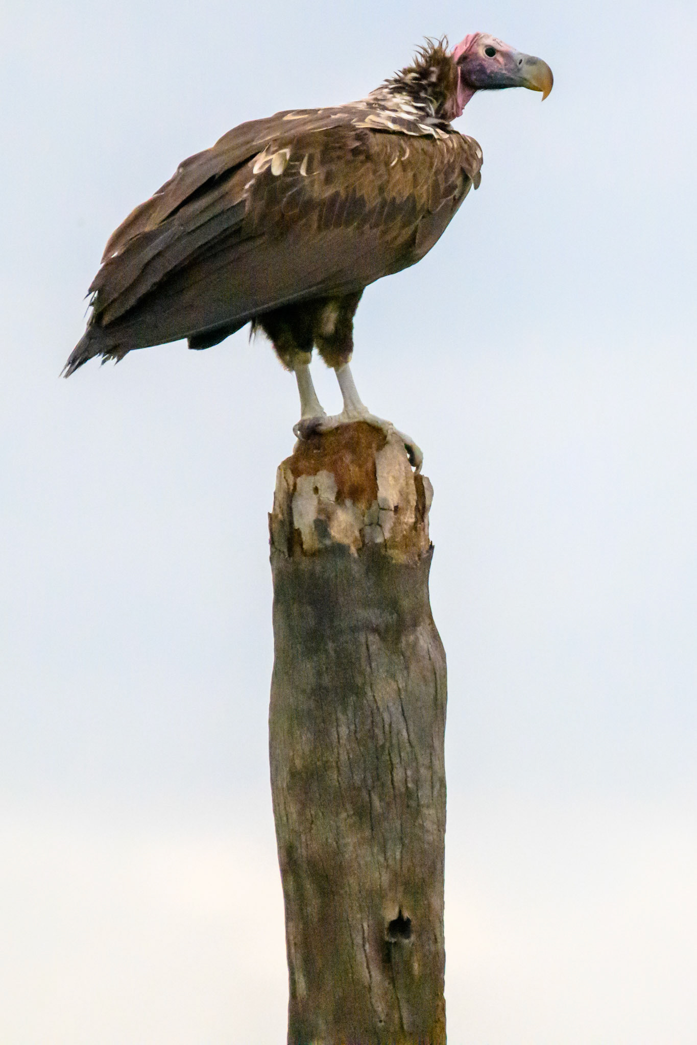 Lappet-faced Vulture