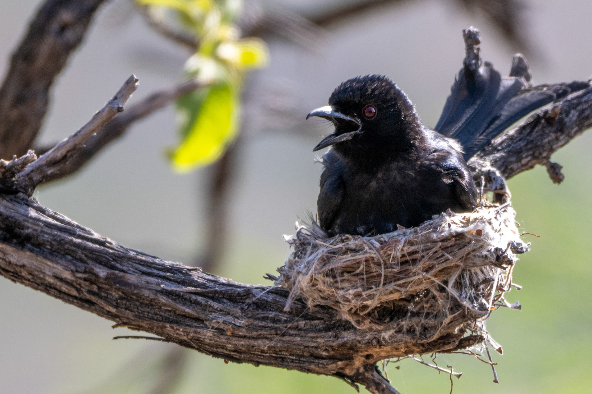Fork-tailed Drongo