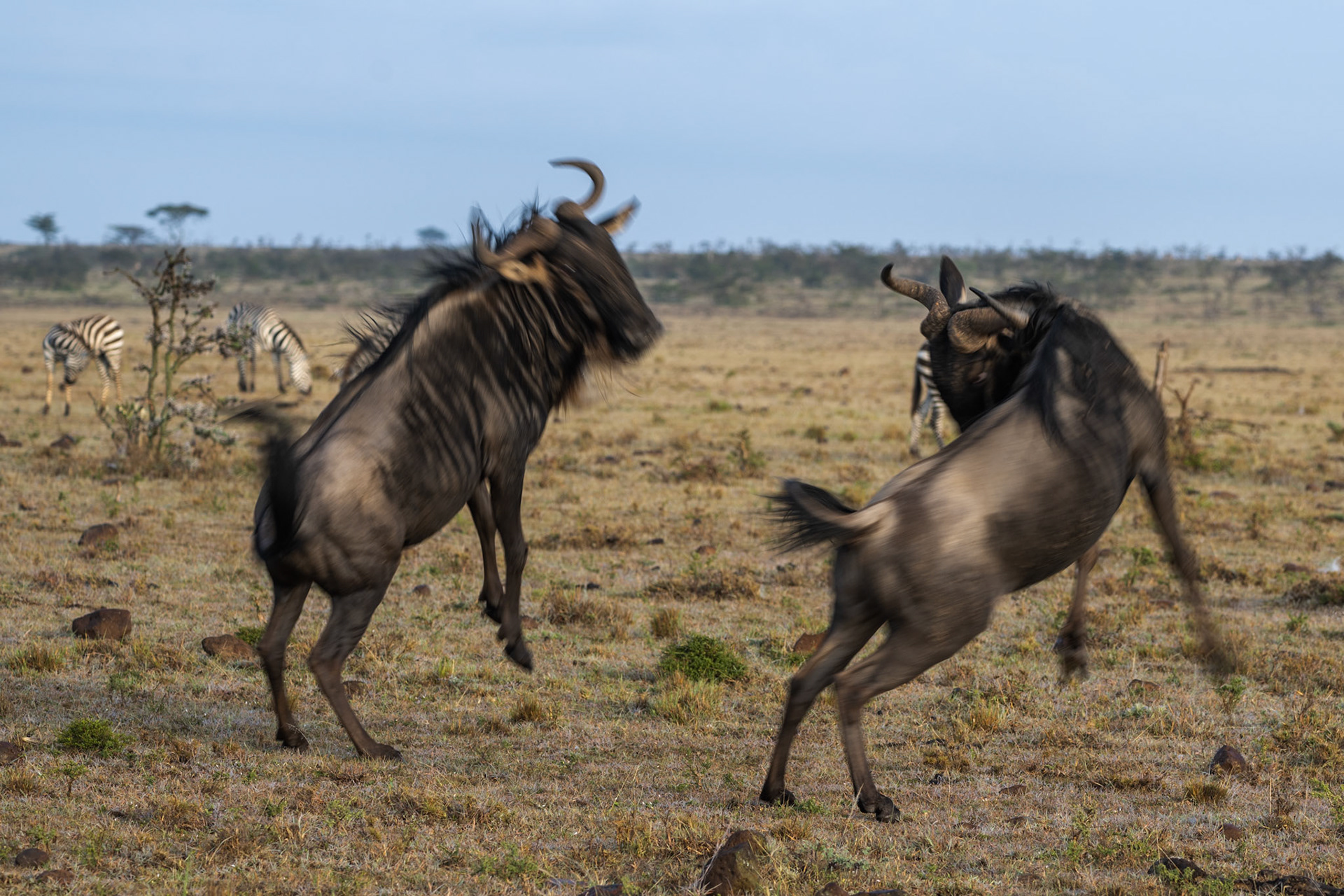 Wildebeest in flight !