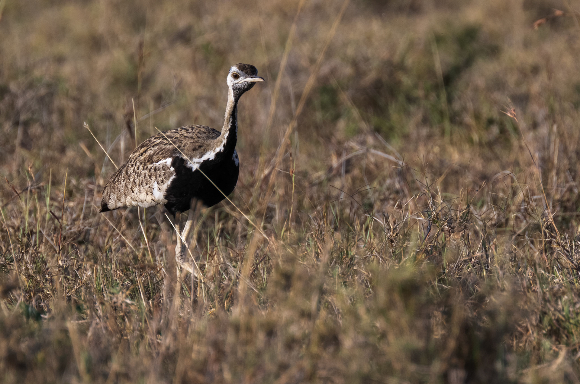 Black-bellied Bustard