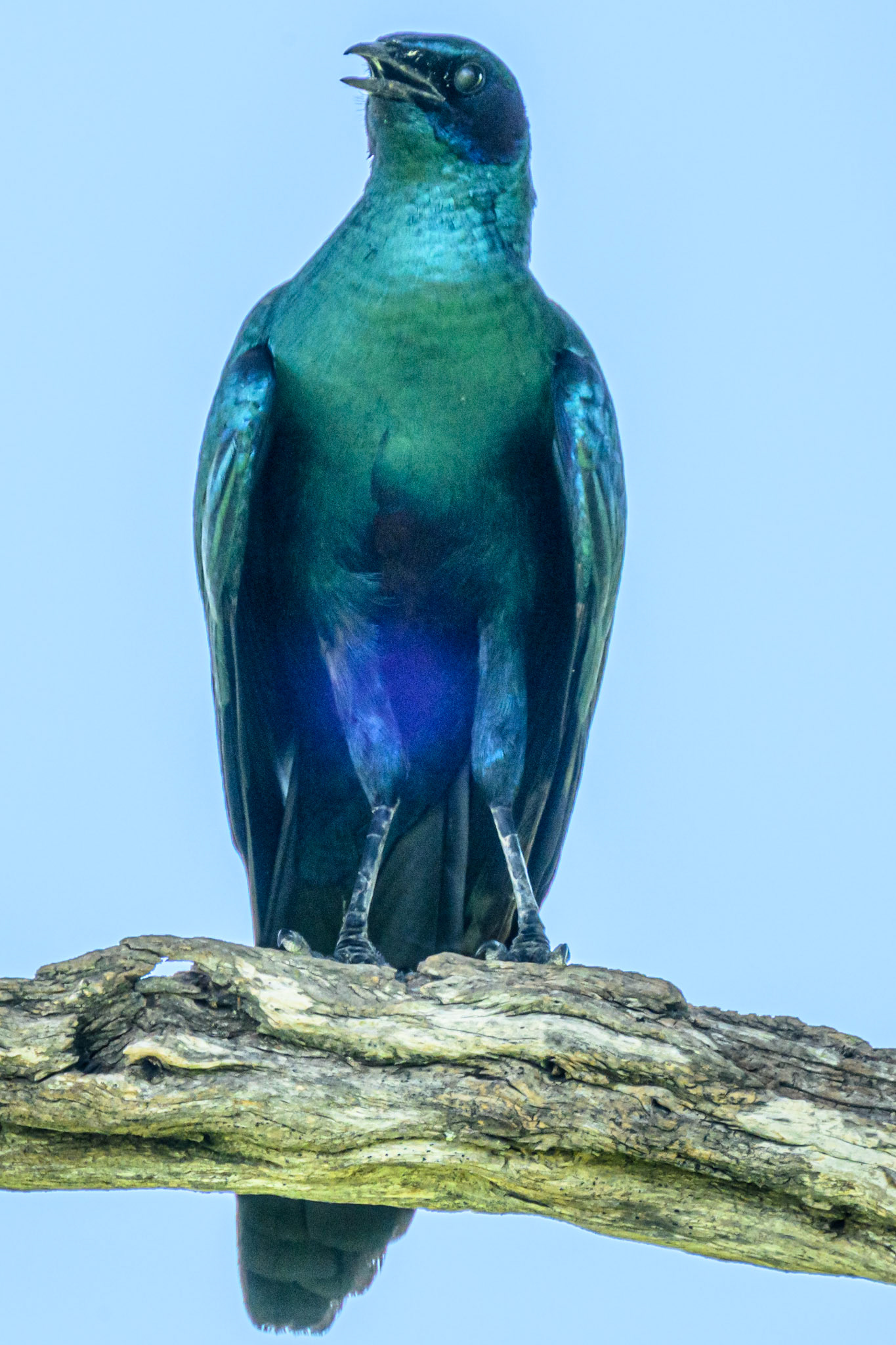 Burchell's Starling