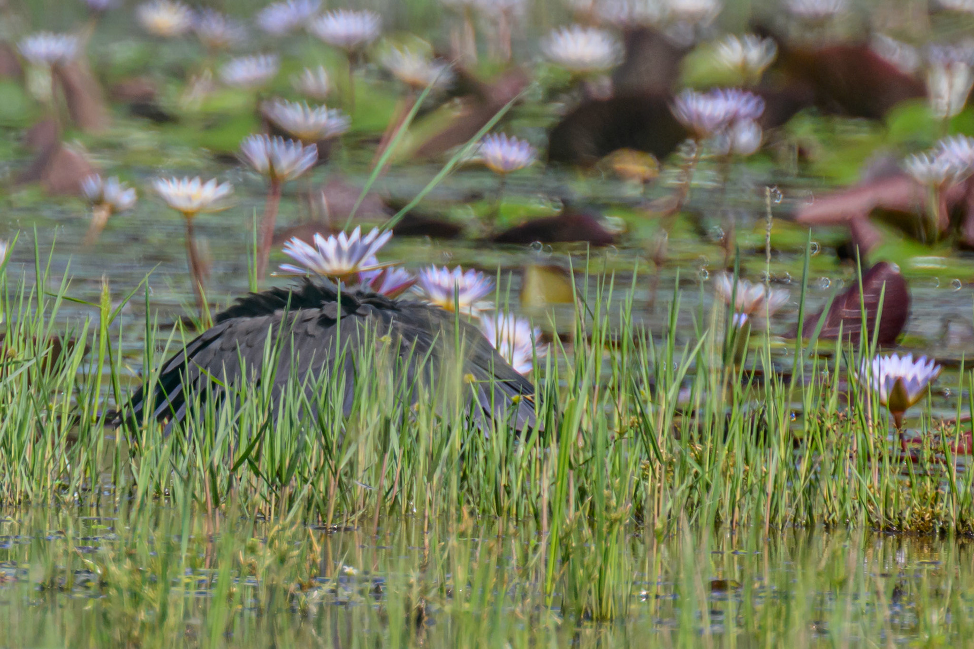 Black Heron (fishing)