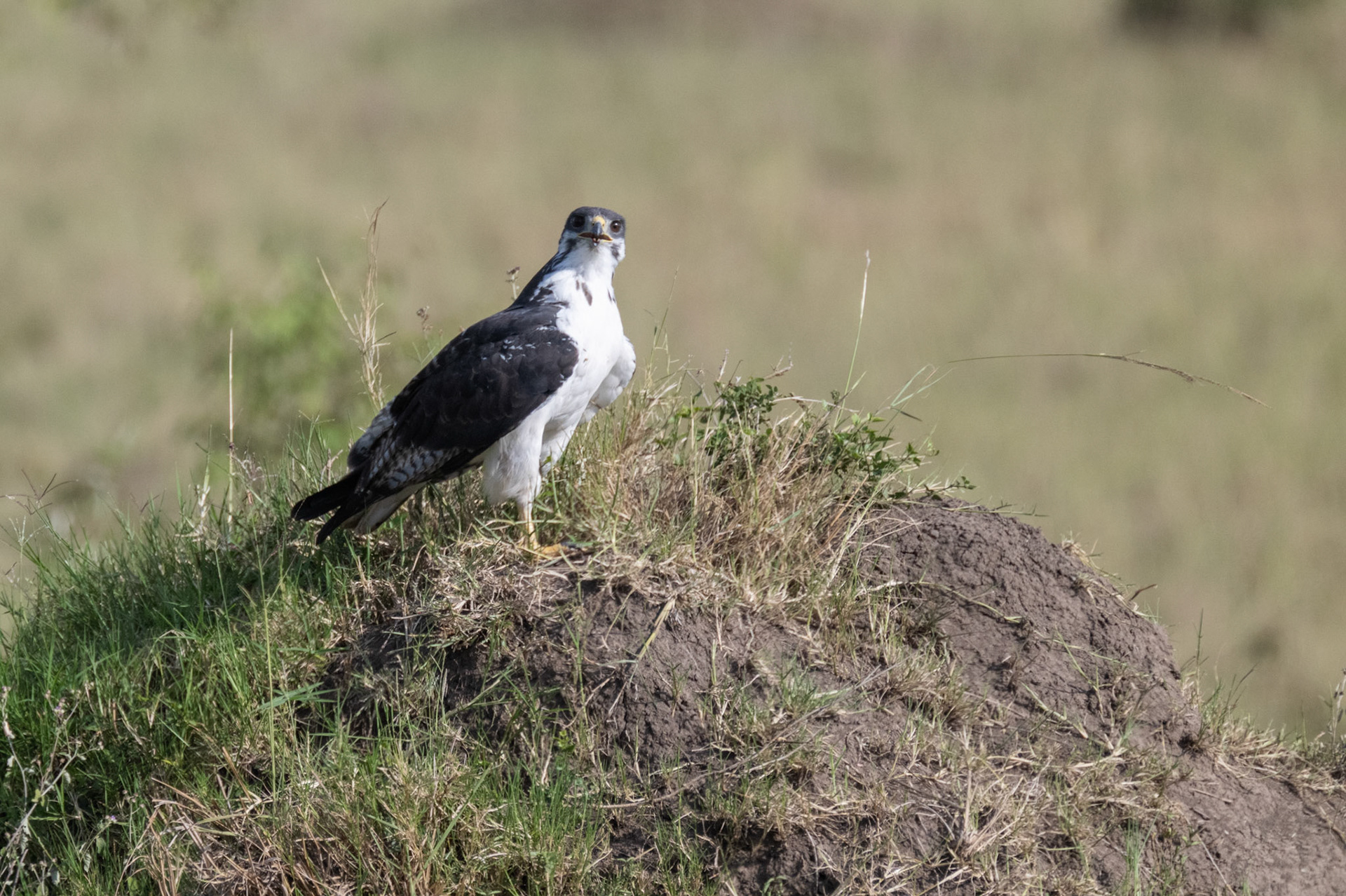 Augur Buzzard