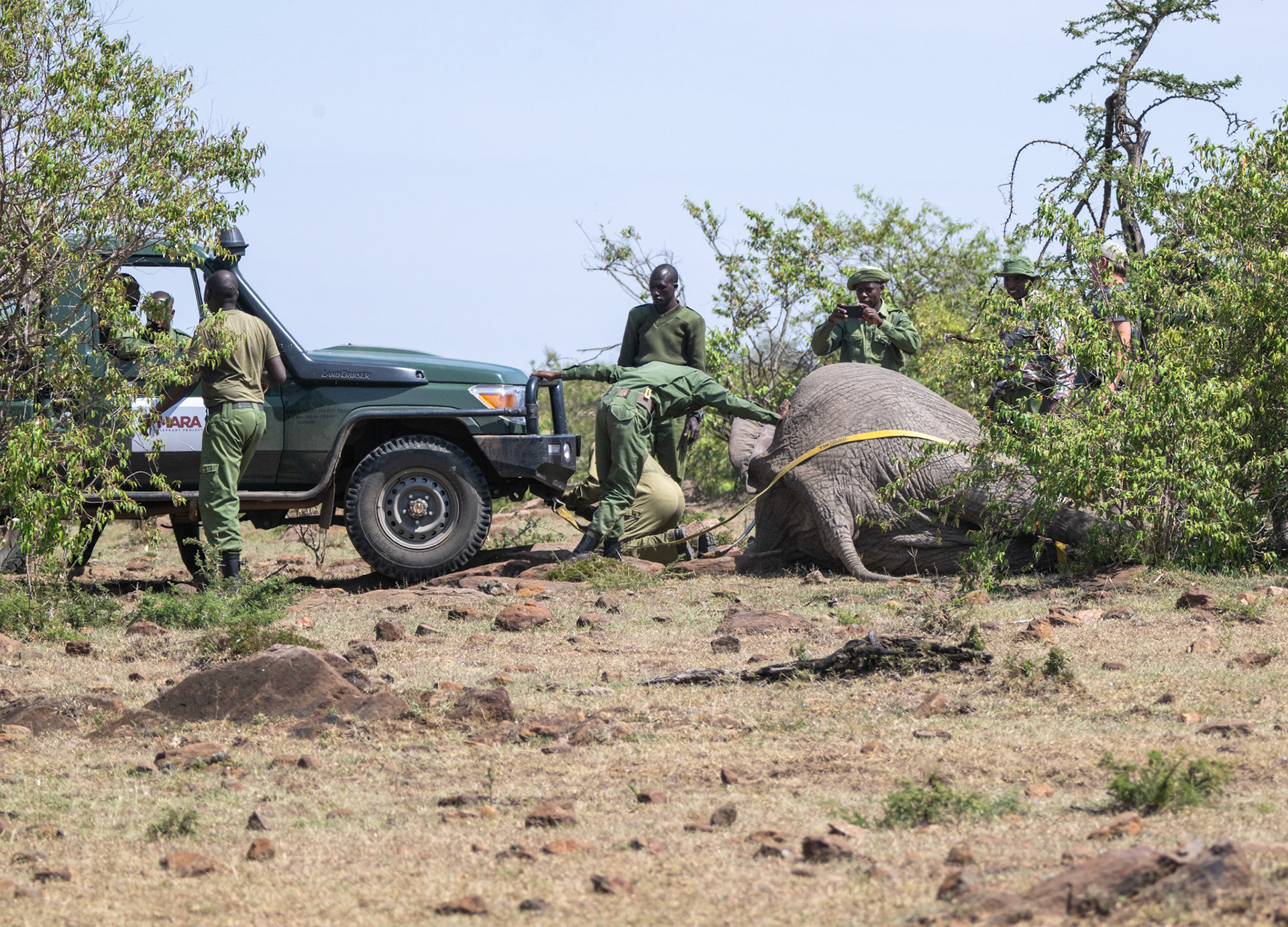 Vet wound treatment sequence