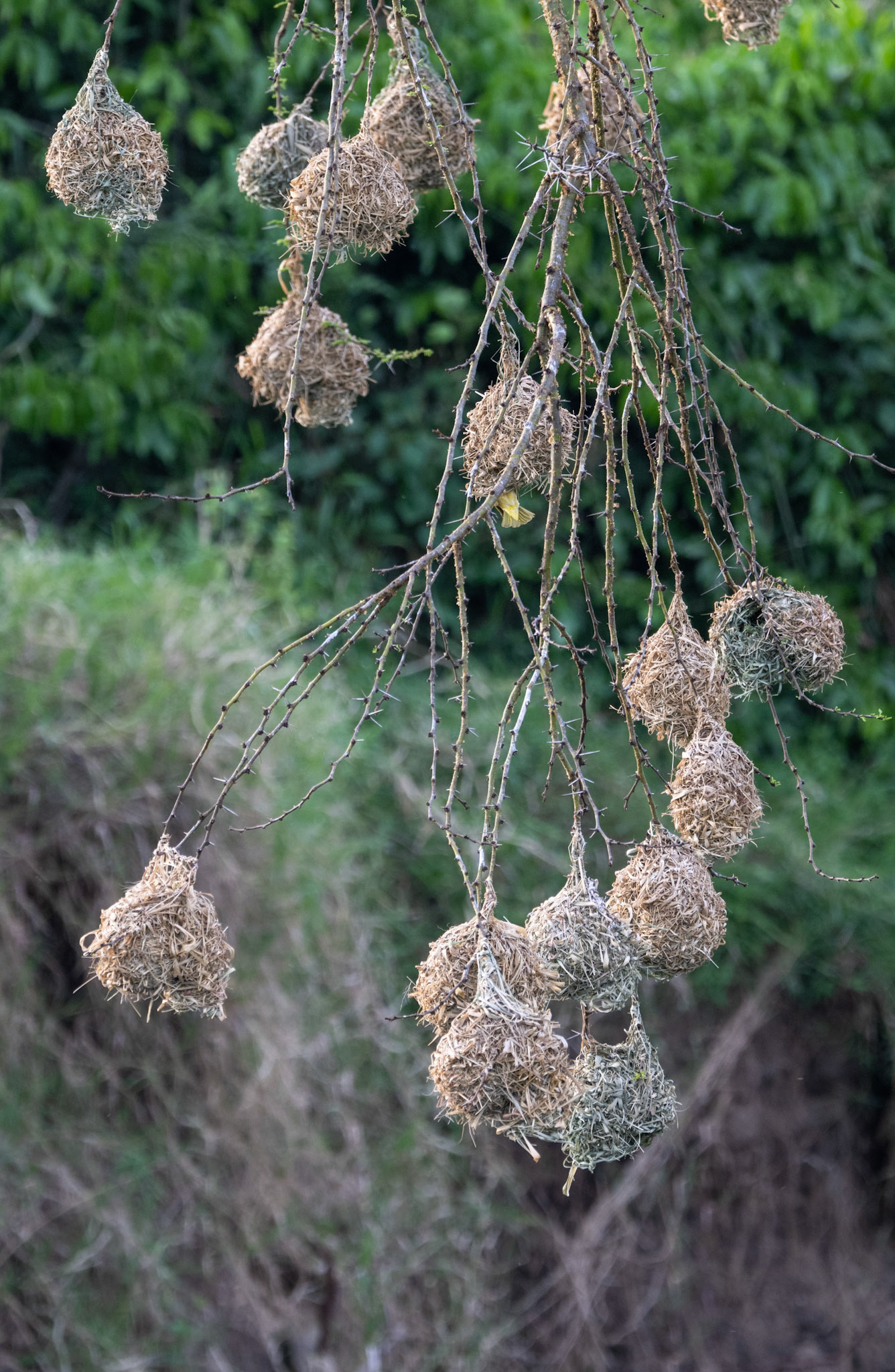 Weaver Nests