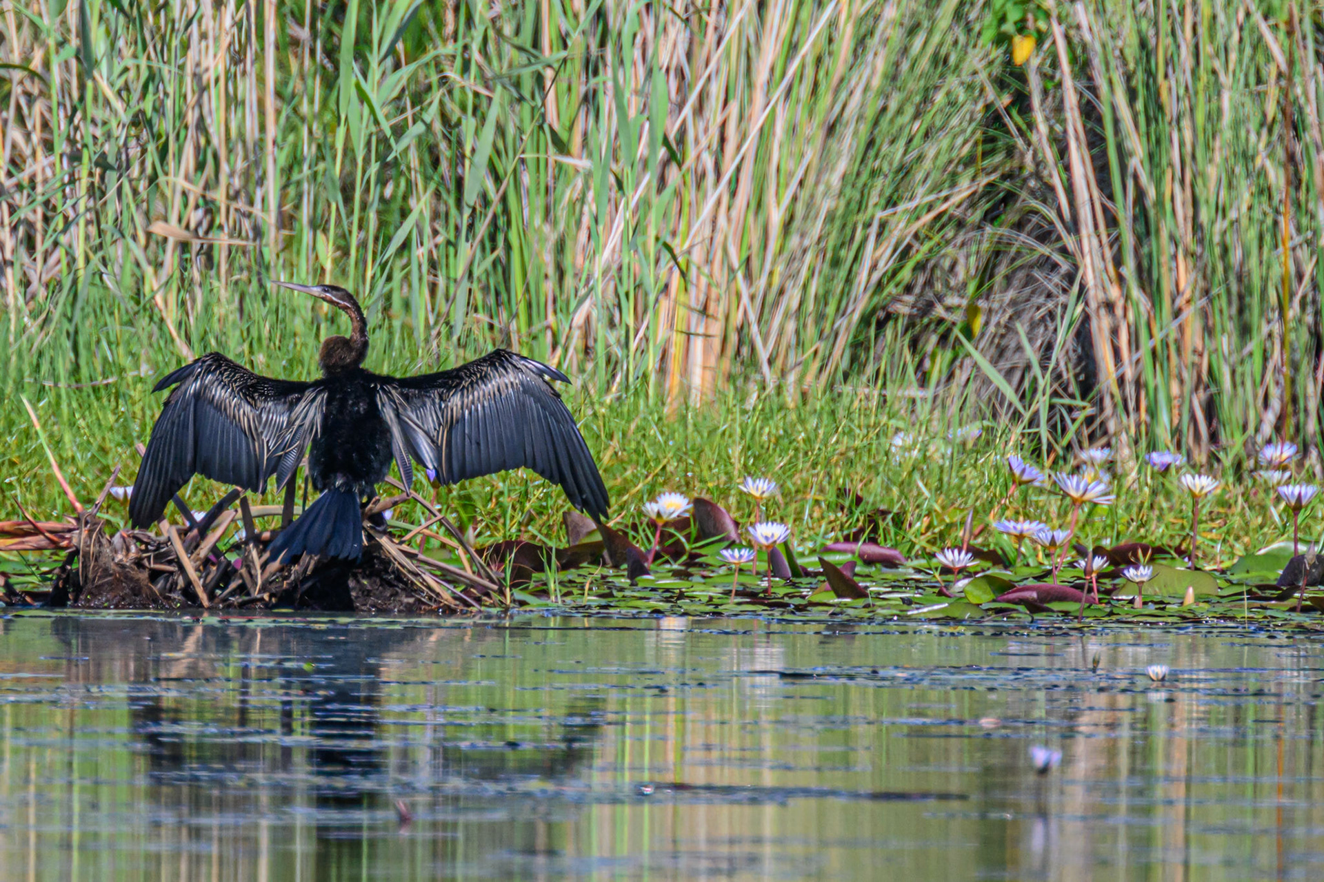 Cormorant