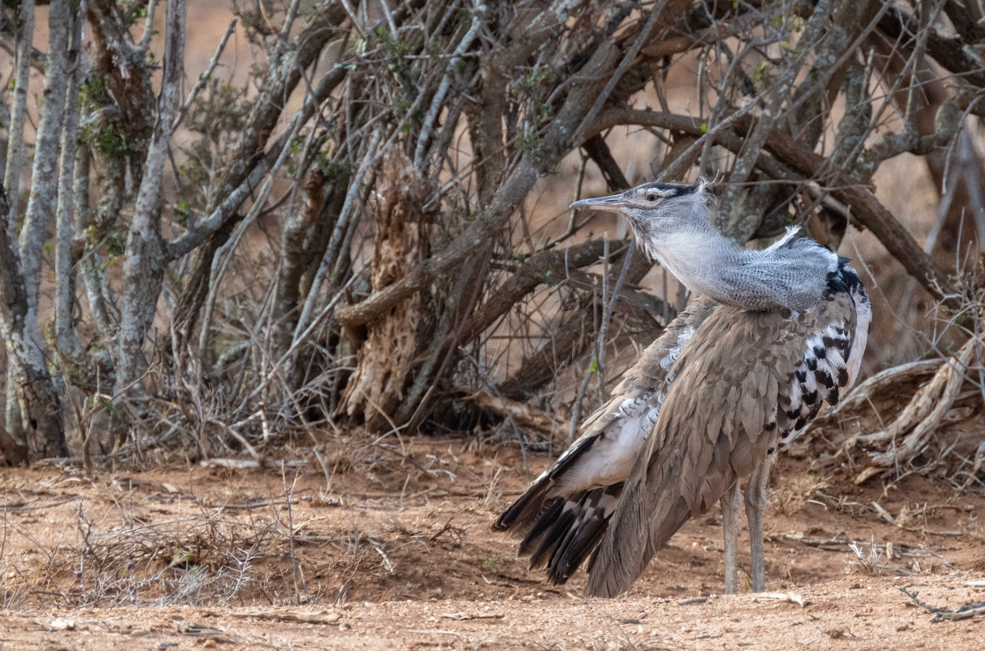 Kori Bustard
