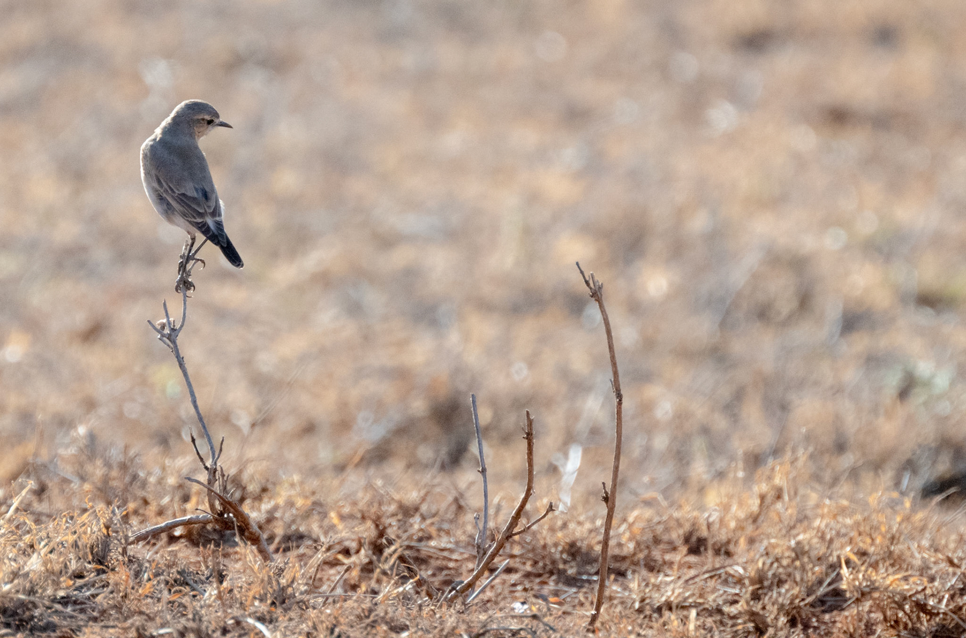 Isabelline Wheatear