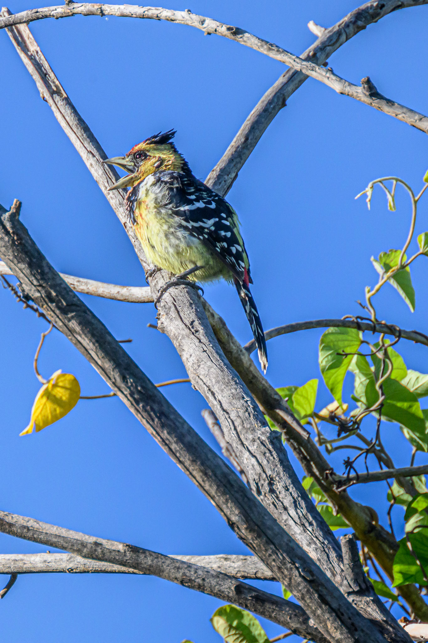 Crested Barbet