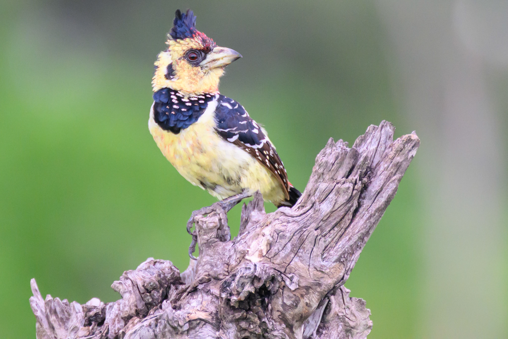 Crested Barbet
