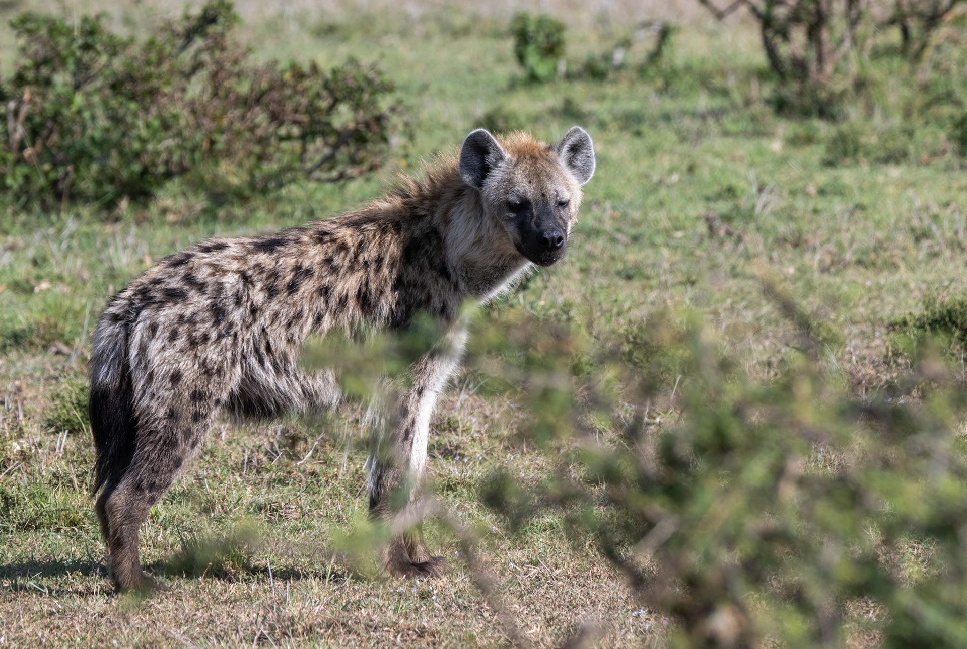 Young Hyena