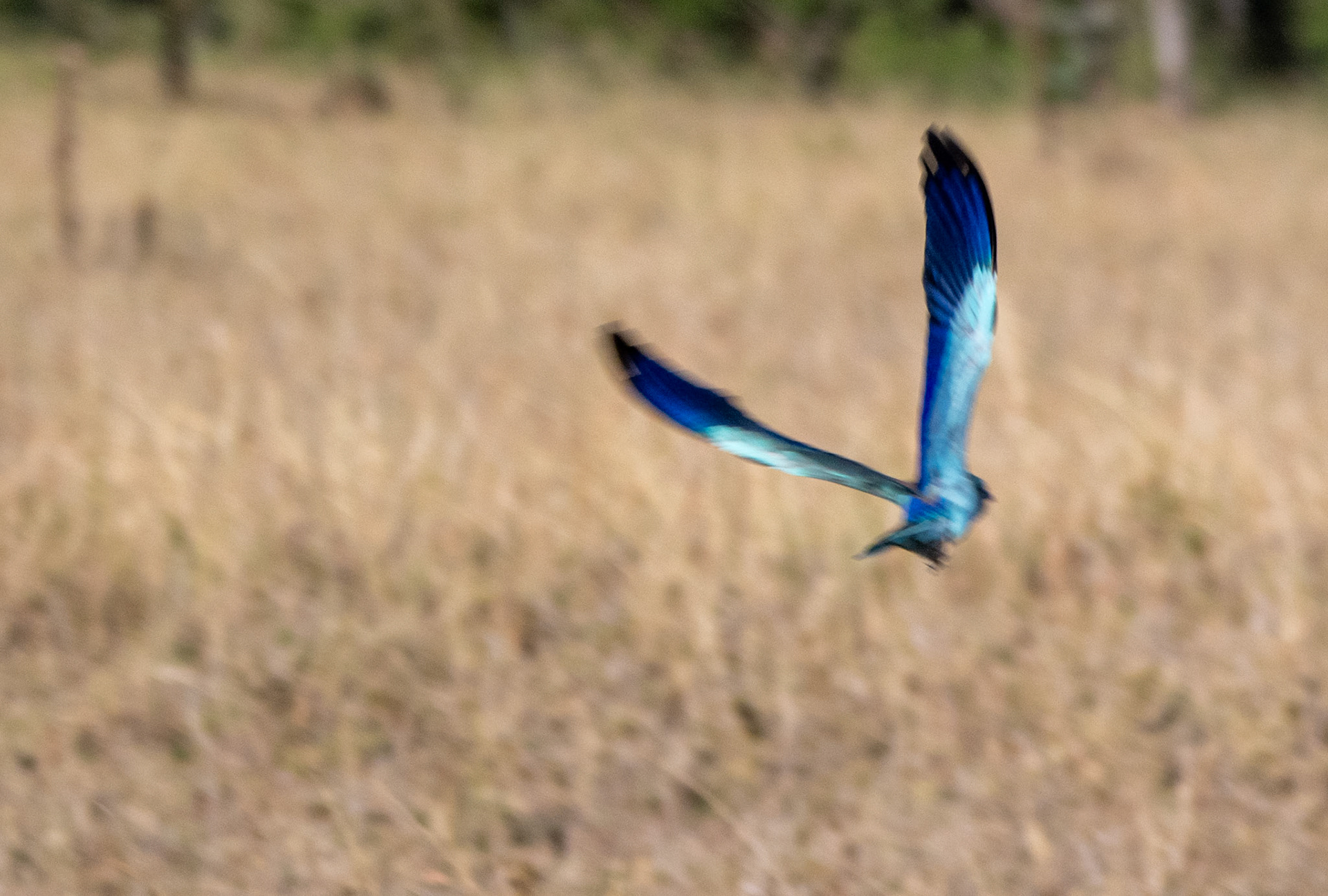 Abyssinian Roller in flight