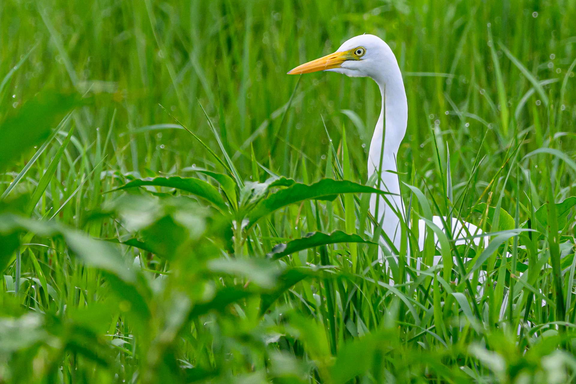 Intermediate Egret