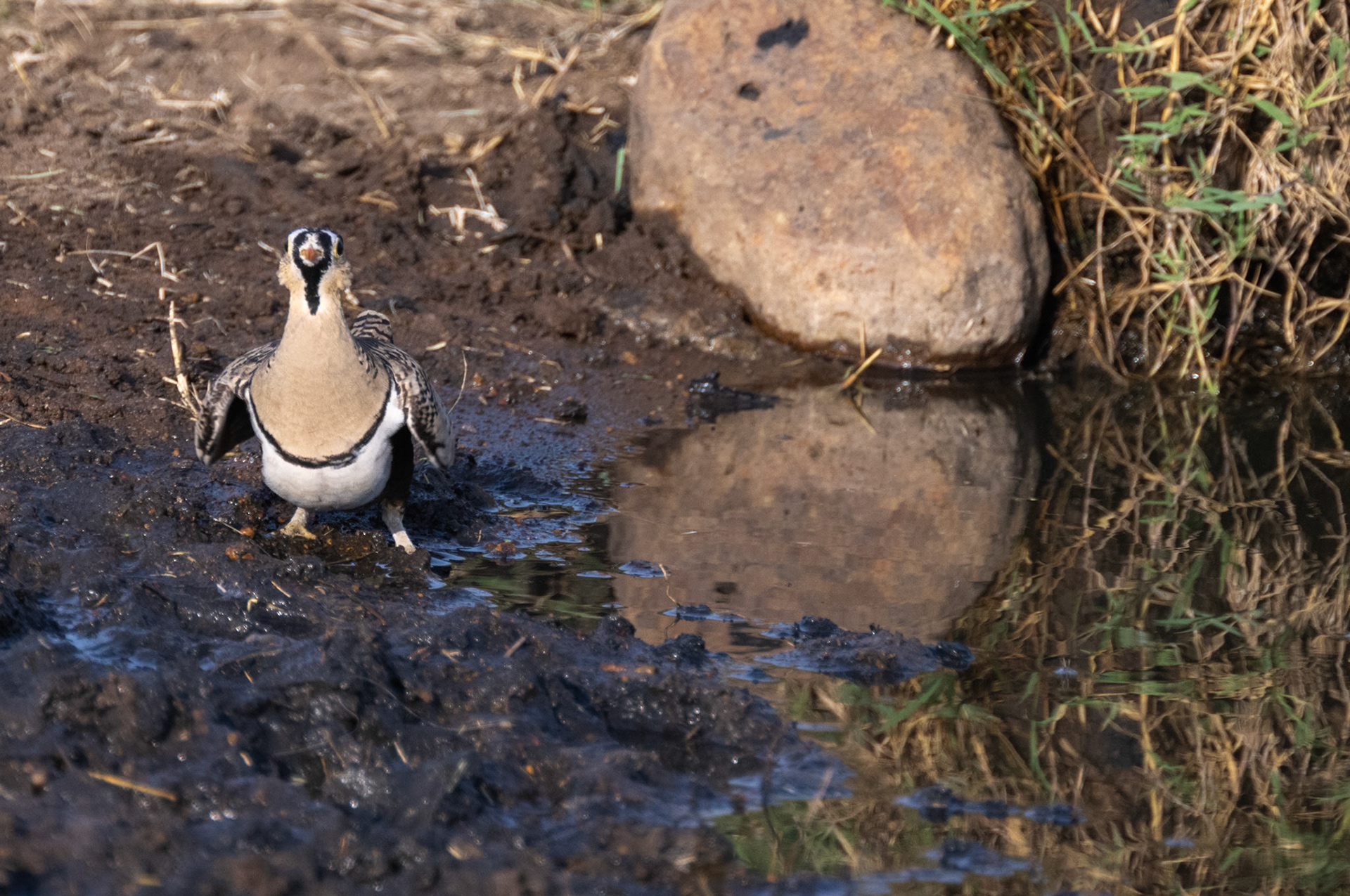 Black-faced Sandgrouse