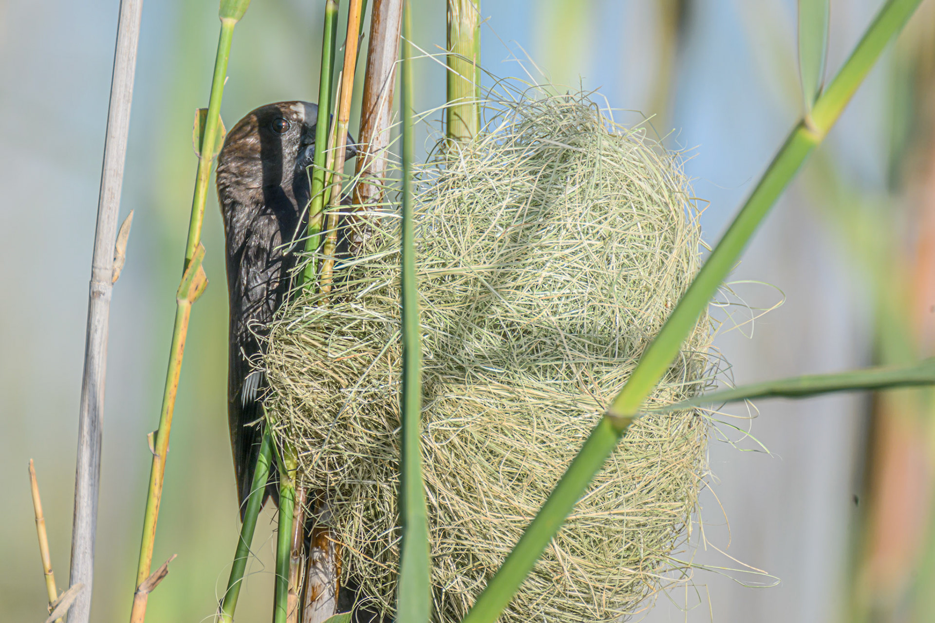 Thick-billed Weaver