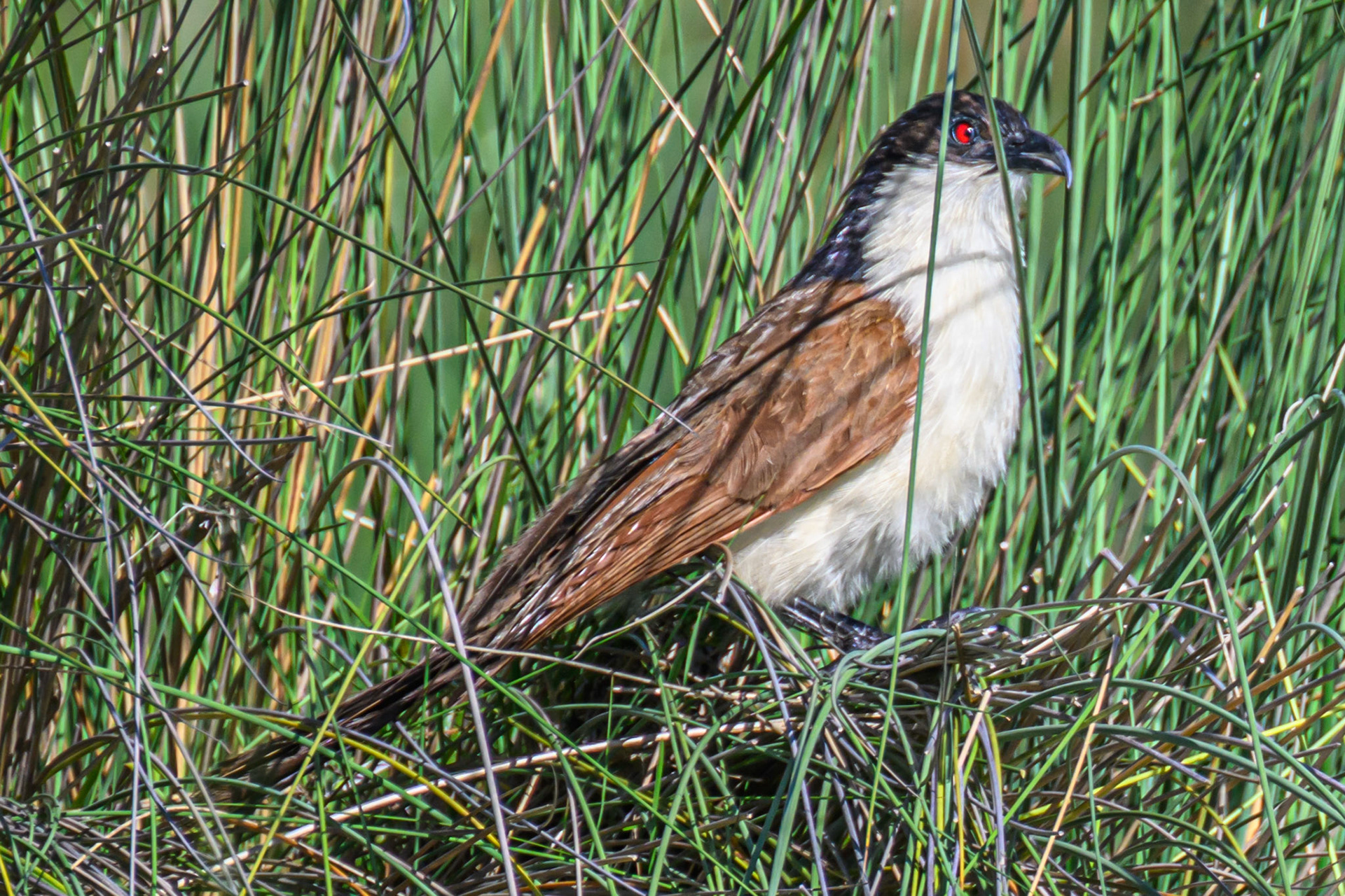 Coppery-tailed Coucal