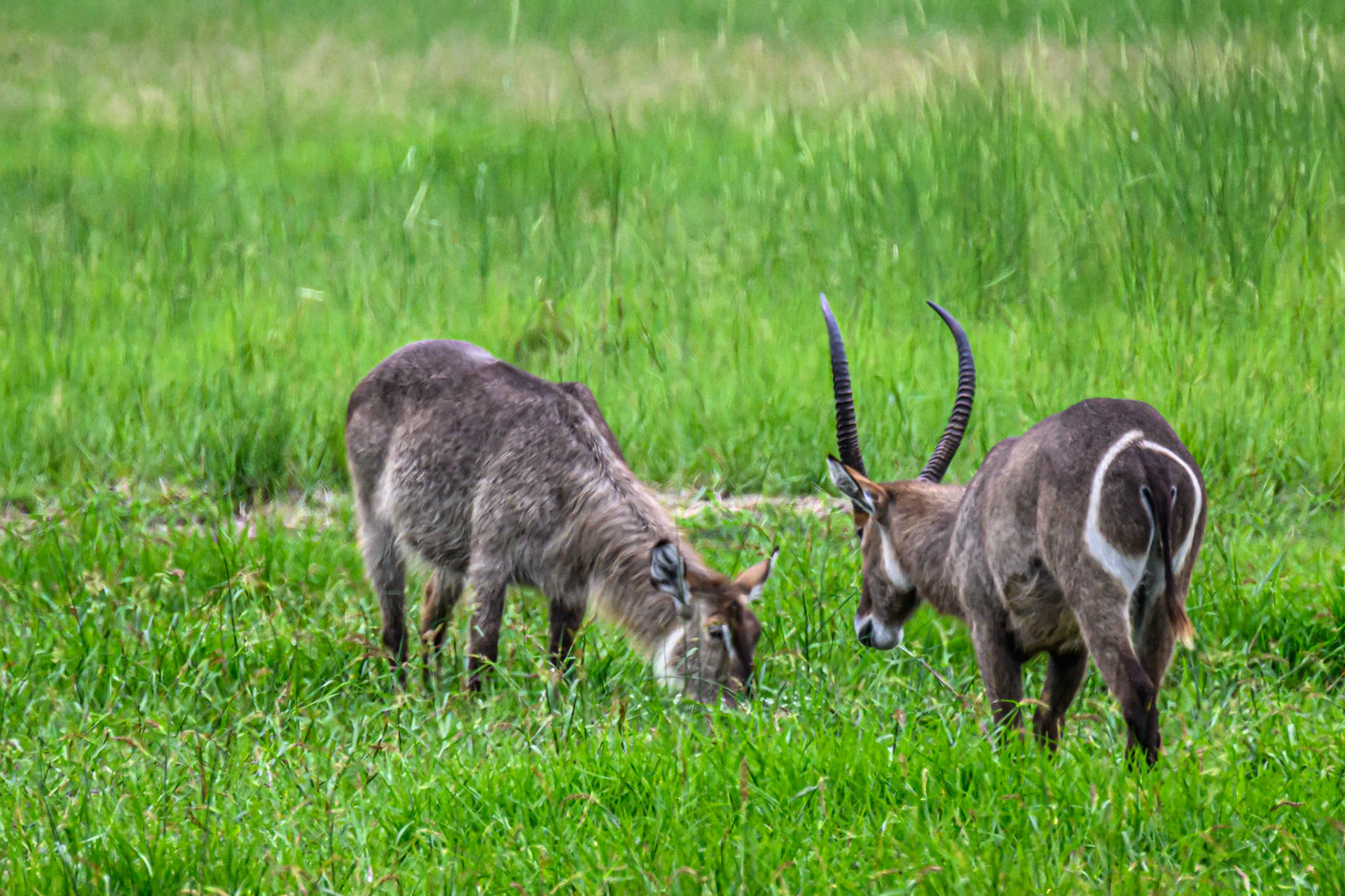 Waterbuck