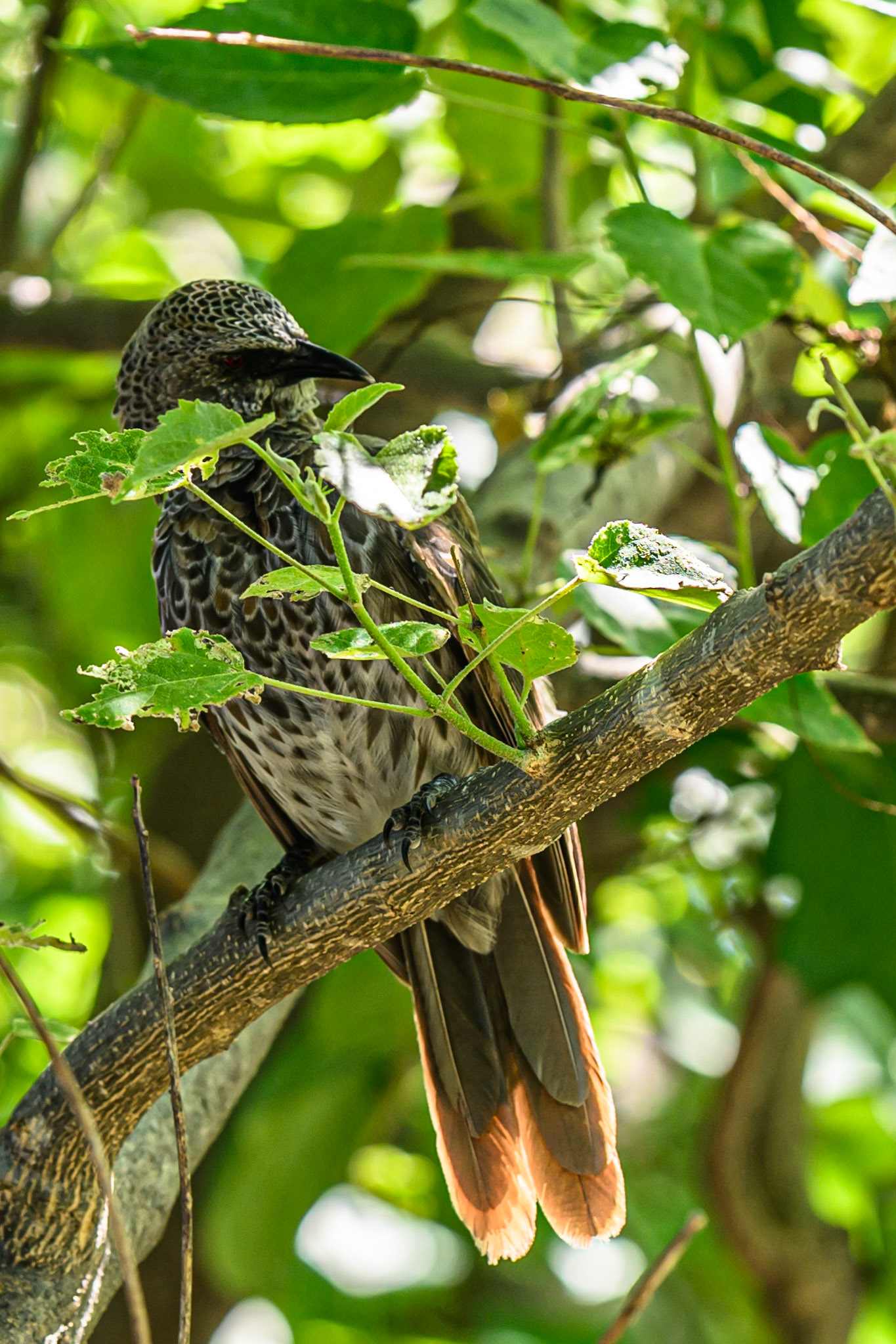 Arrow-marked Babbler
