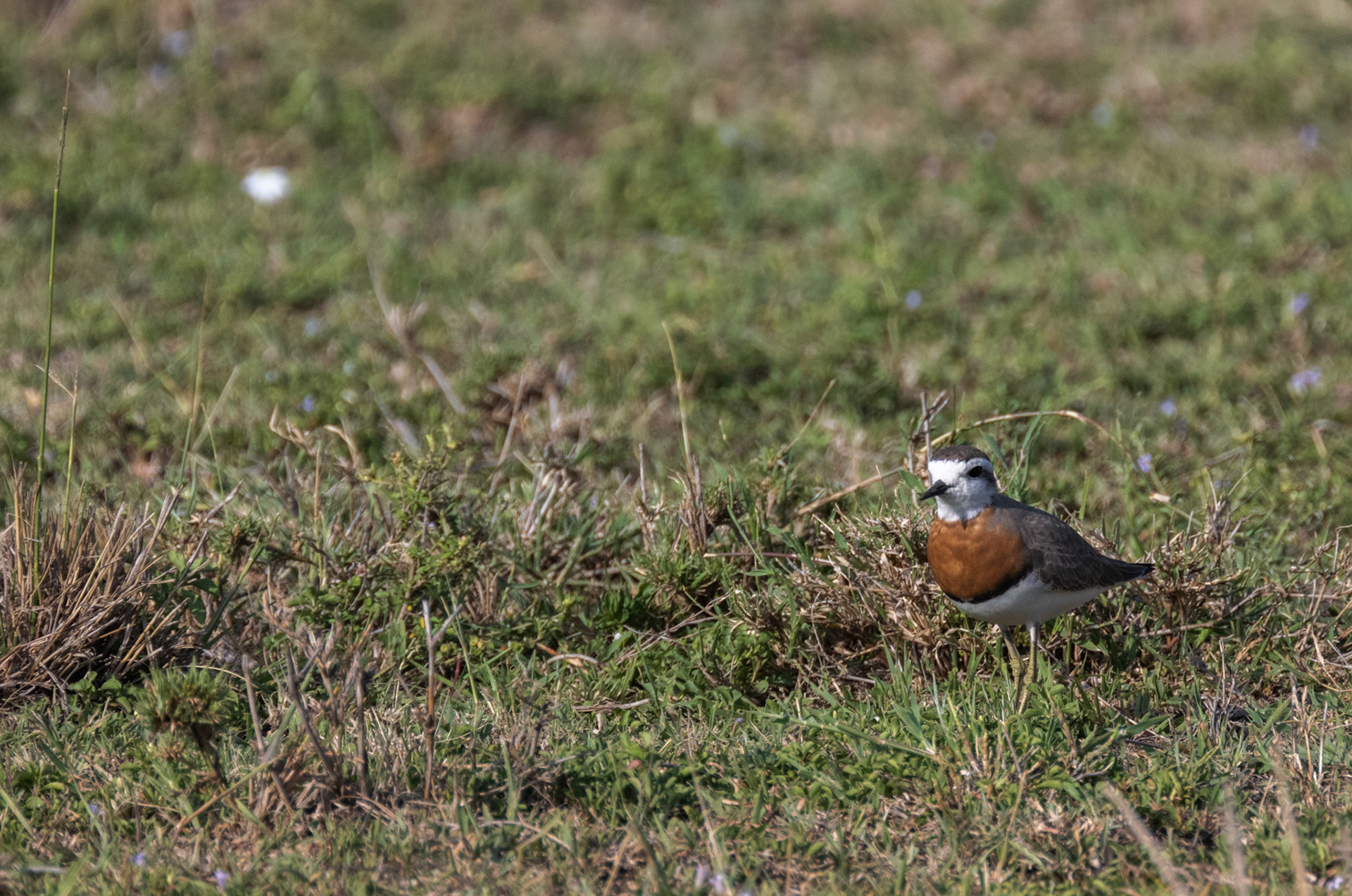 Caspian Plover