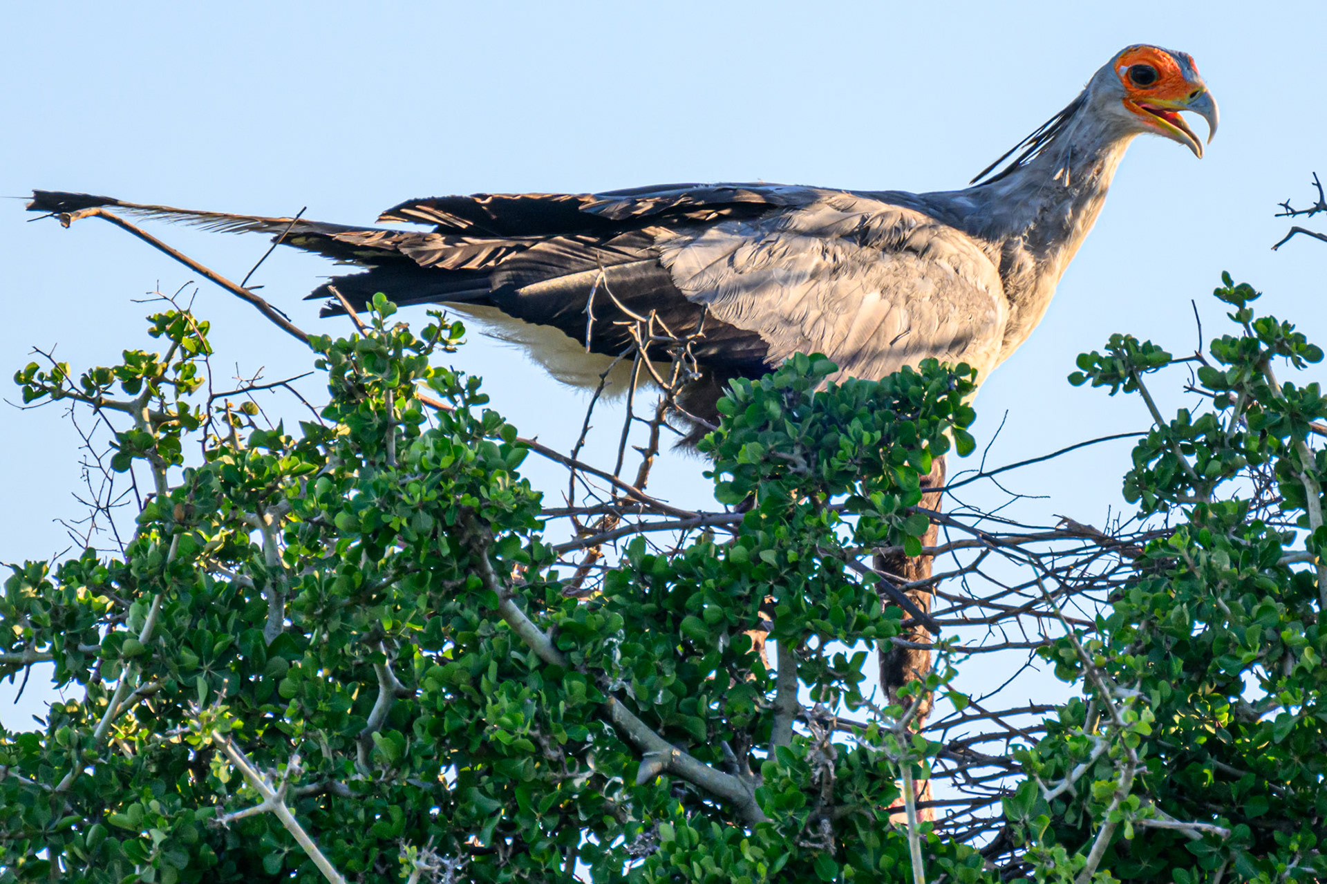 Secretary Bird