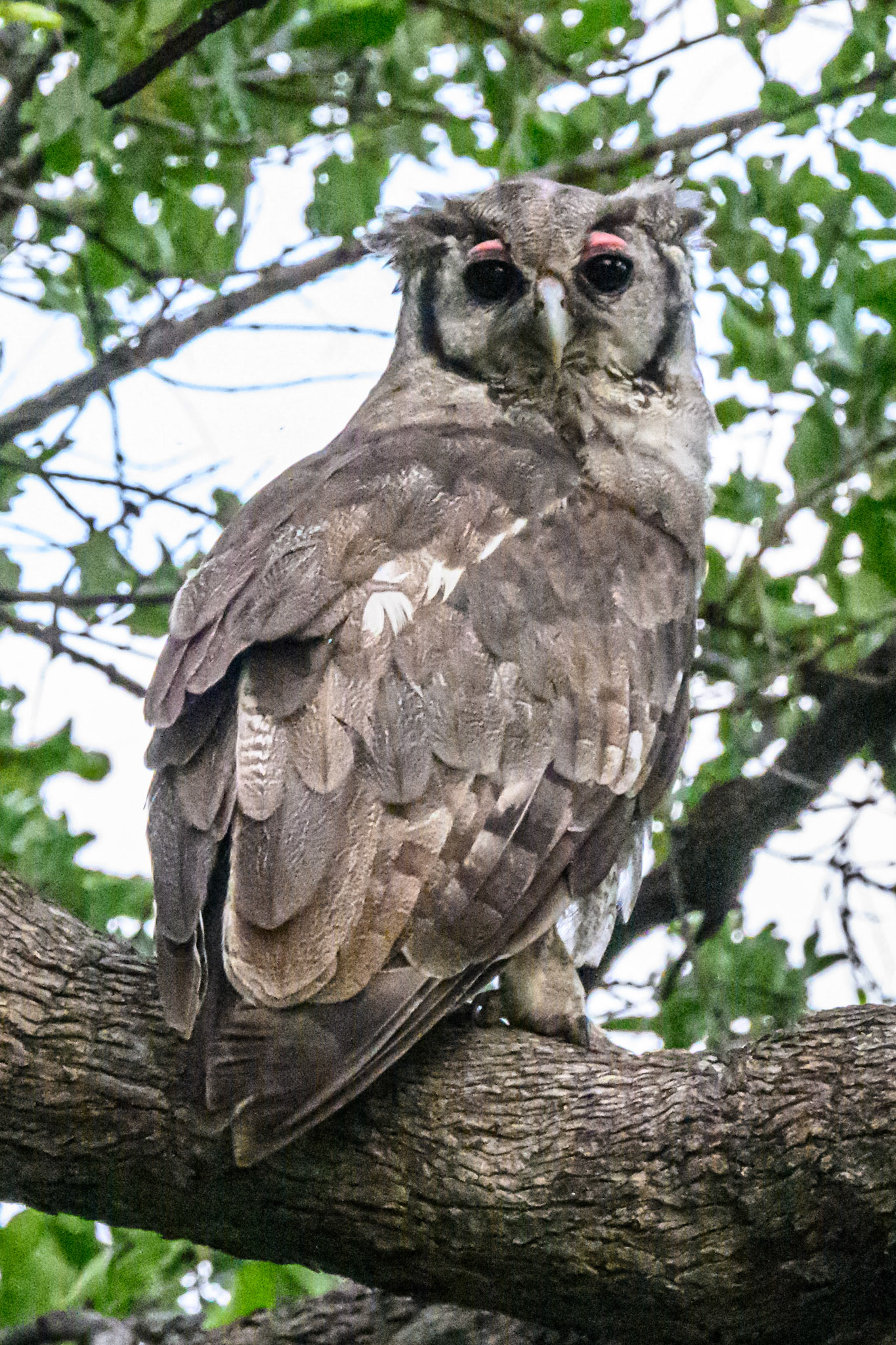 Verreaux Eagle-OwlAfric