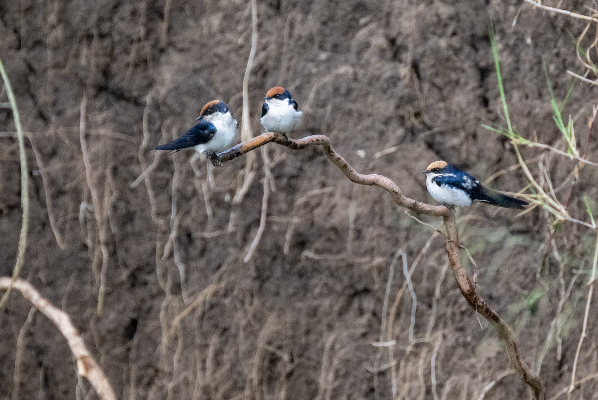 Wire-tailed Swallow