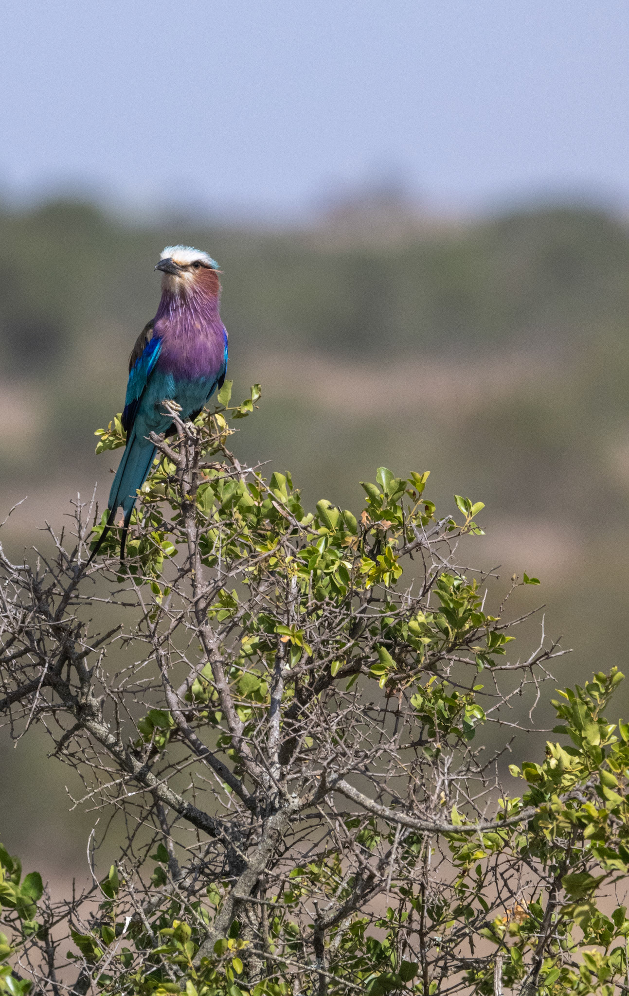 Lilac-breasted Roller