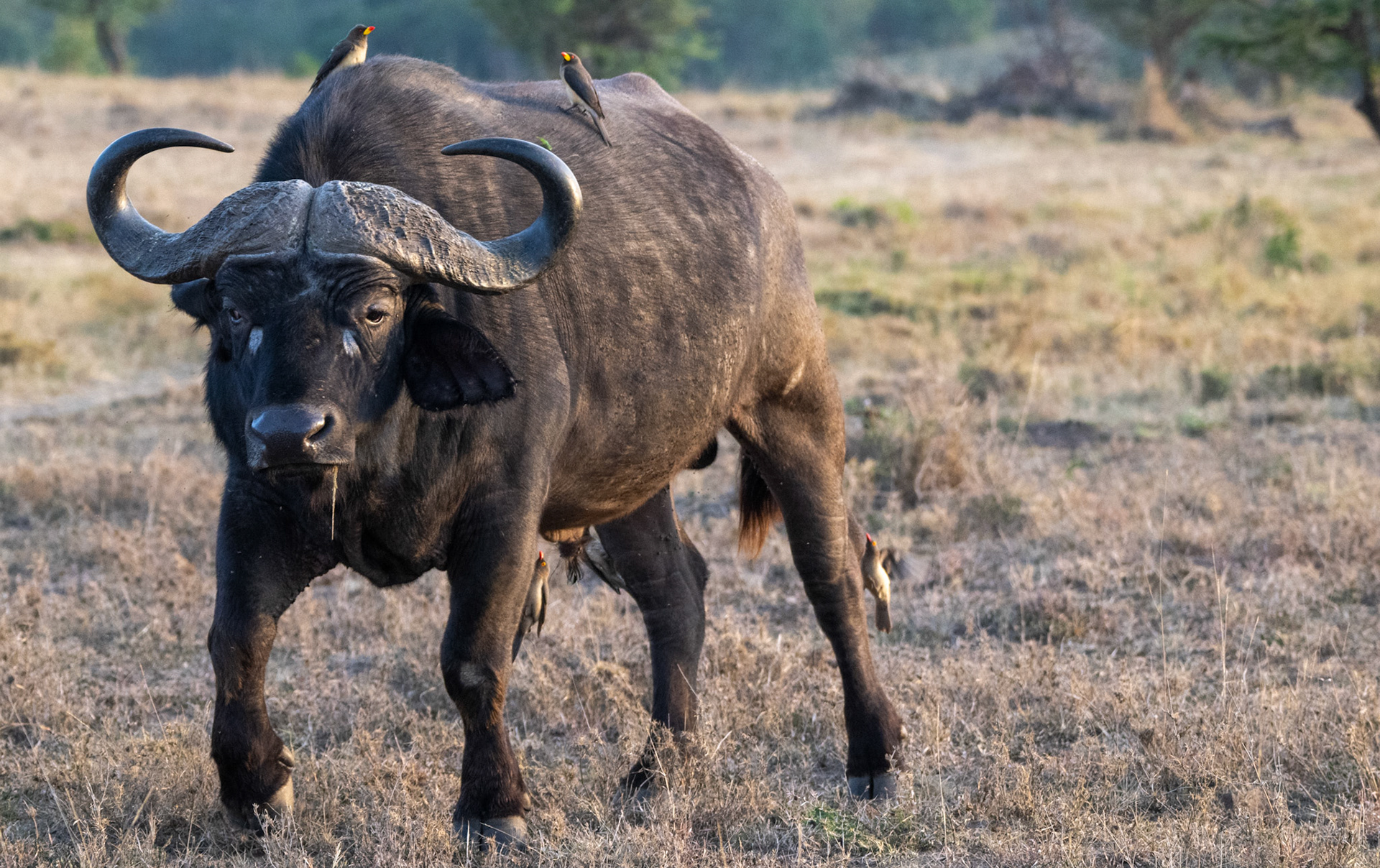 Old Buffalo + Oxpeckers
