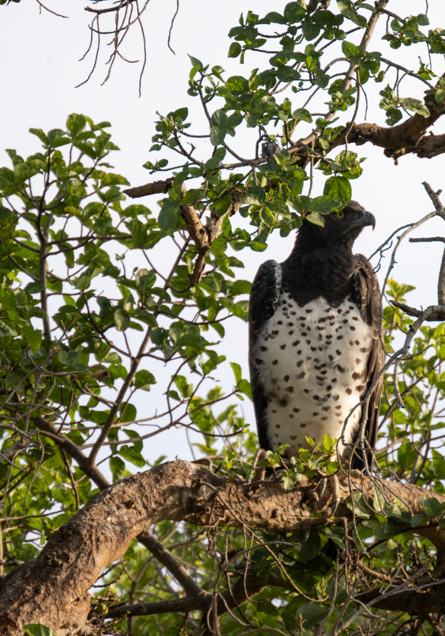 Martial Eagle