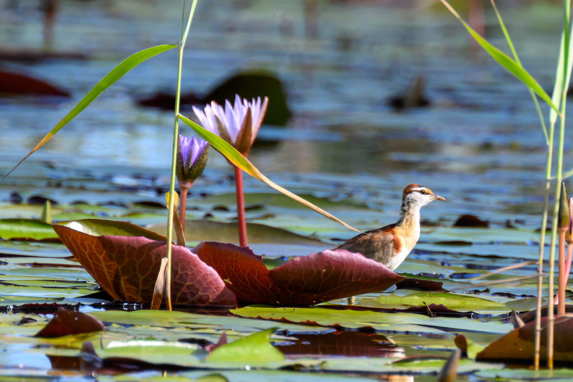 Lesser Jacana