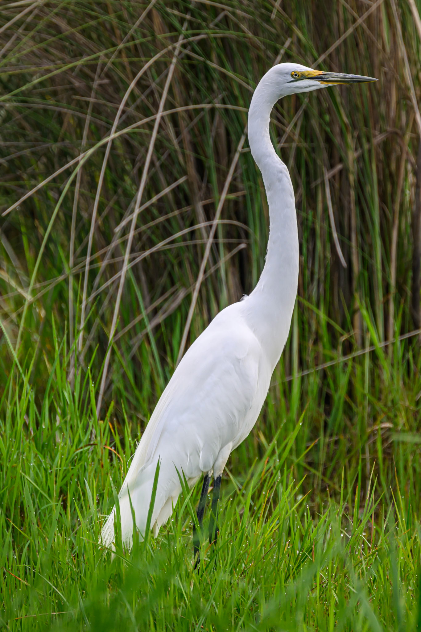 Great Egret