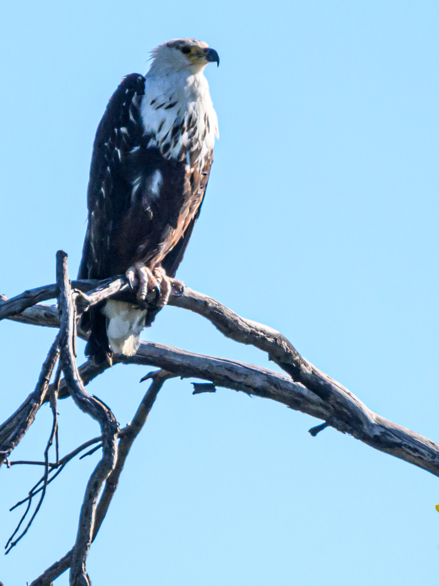 African Fish Eagle