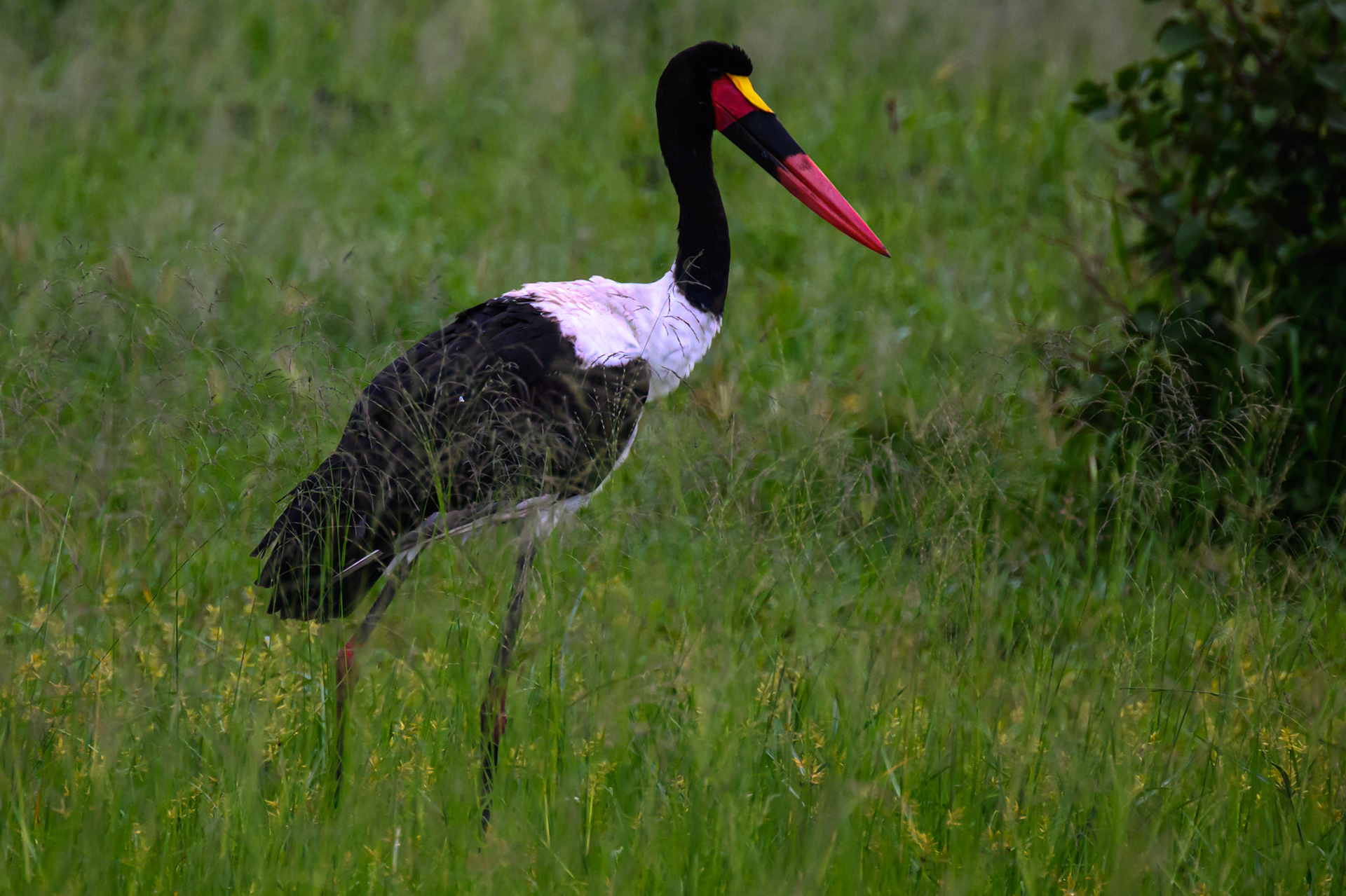 Saddle-billed Stork