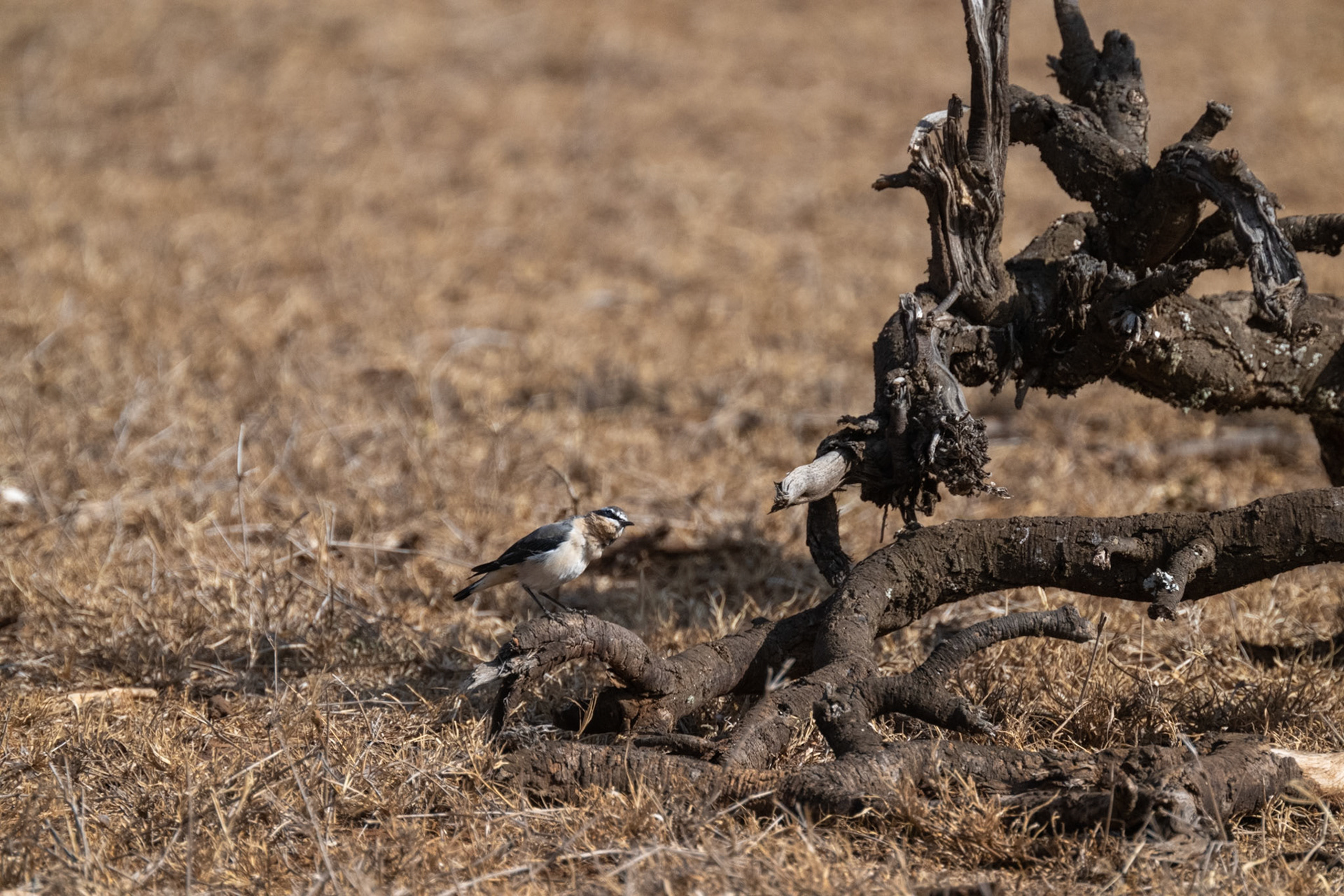 Northern Wheatear