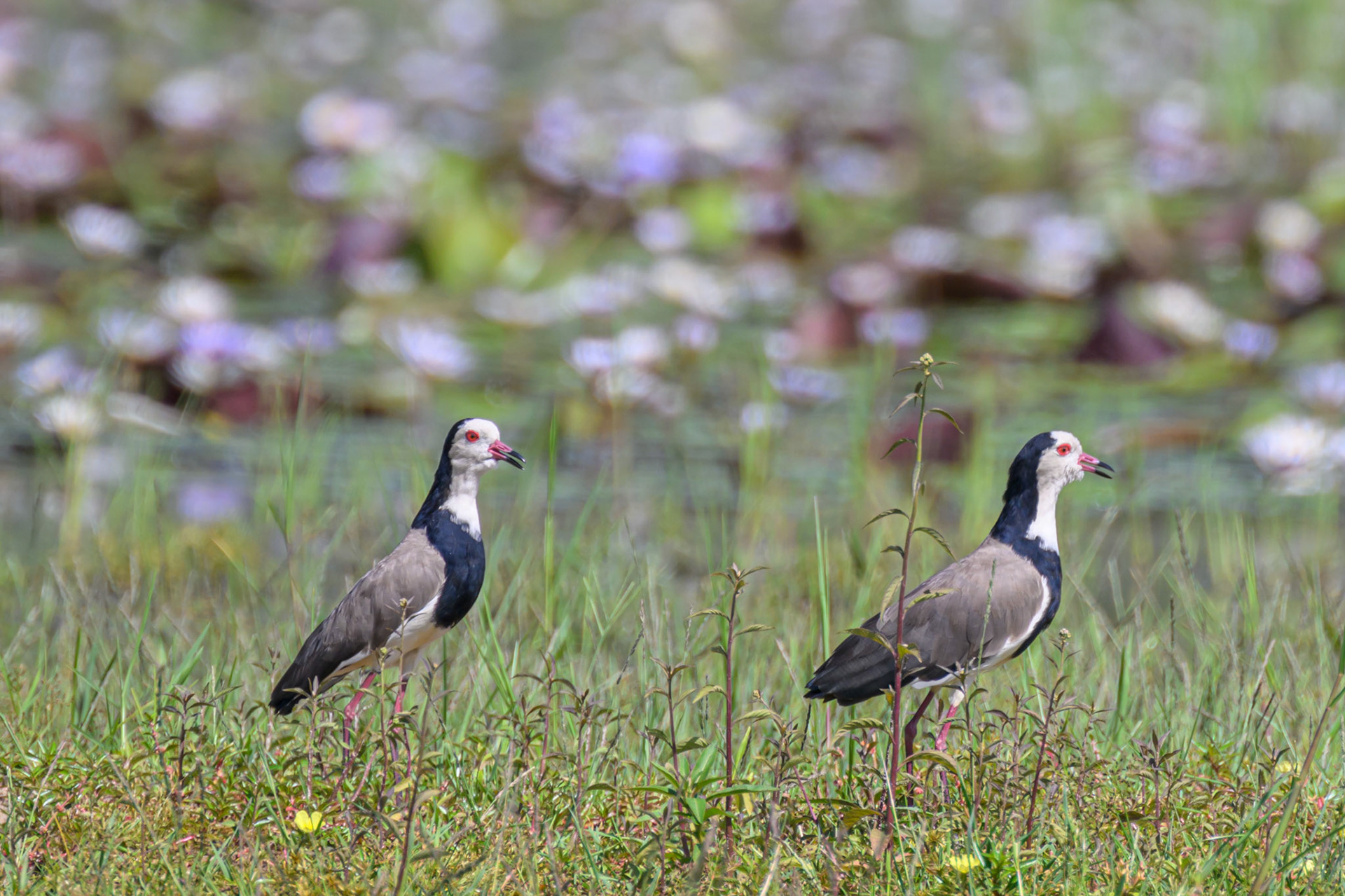 Long-toed Lapwing