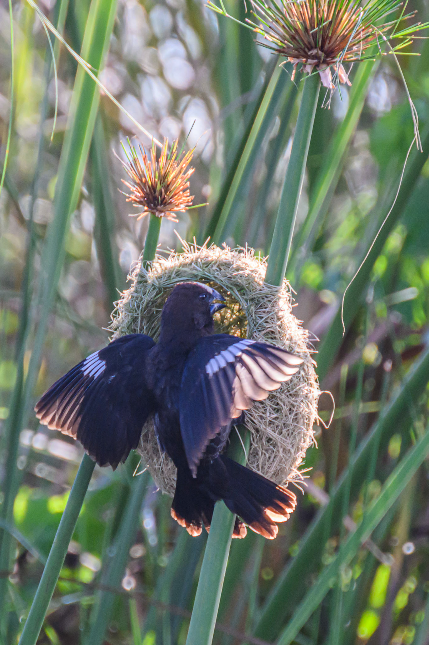 Thick-billed Weaver