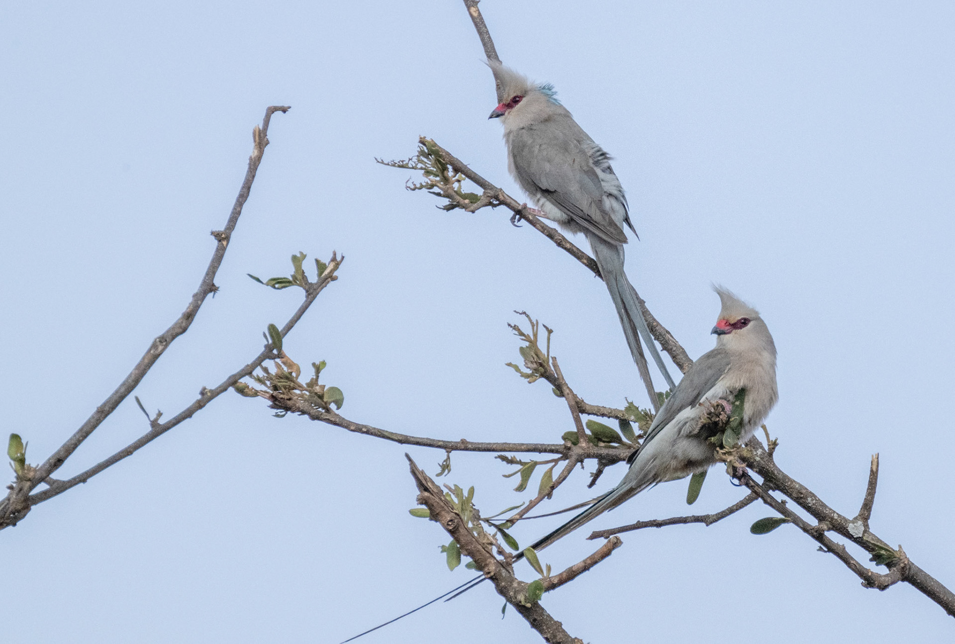 Blue-Naped Mousebird