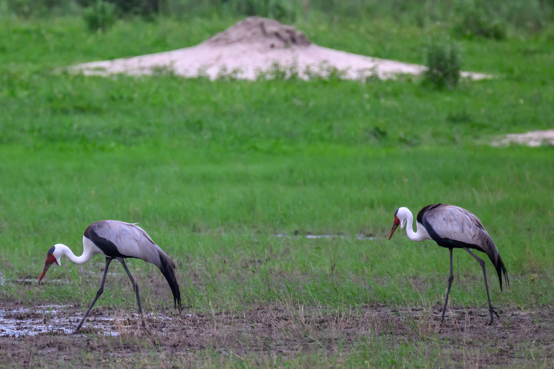 Wattled Cranes