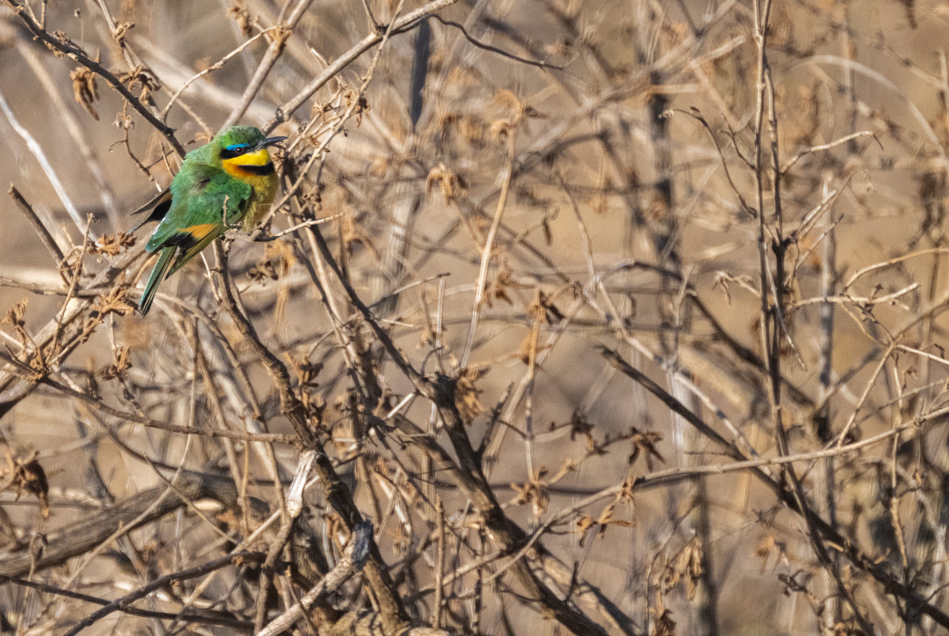 Little Bee Eater
