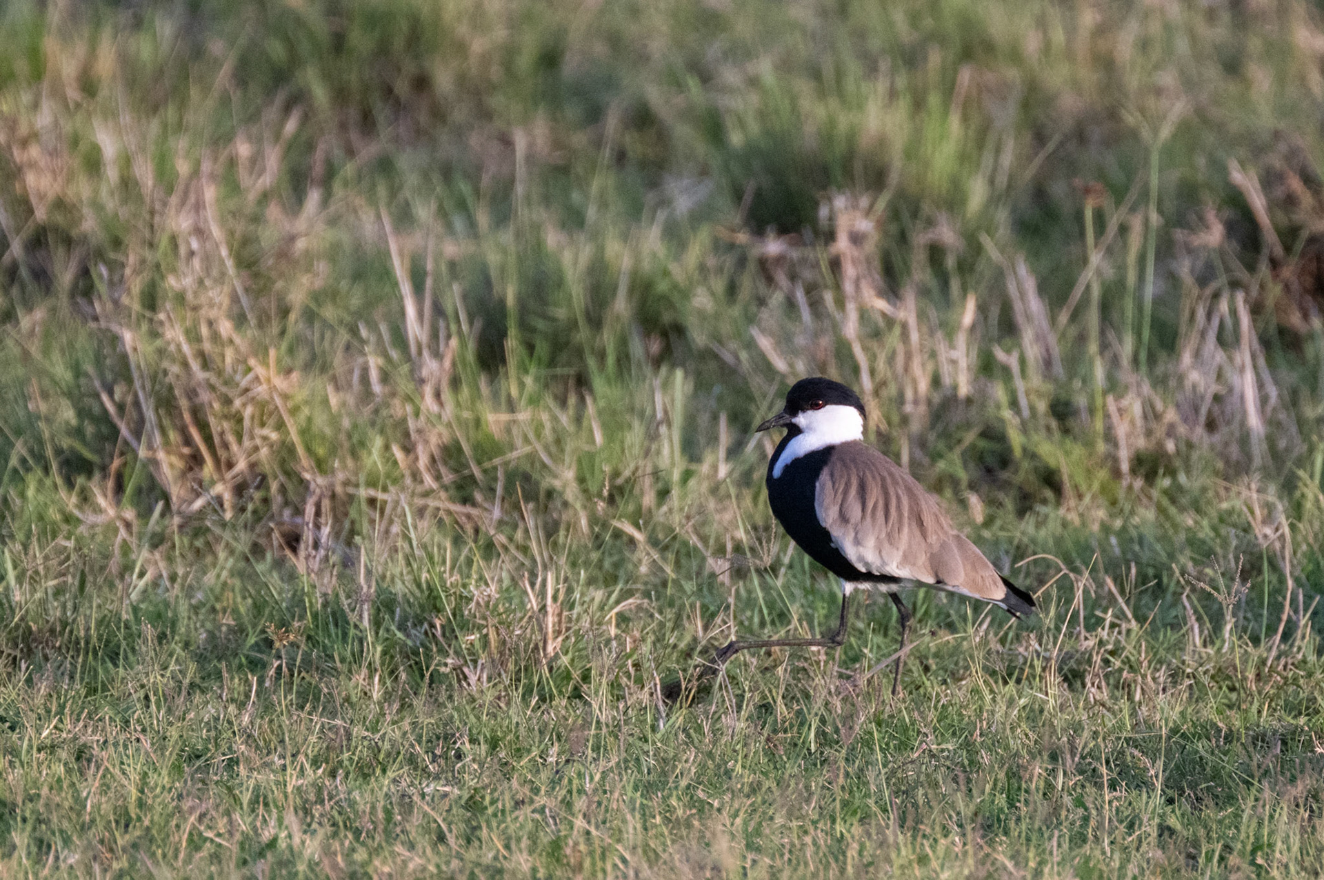 Blacksmith Plover