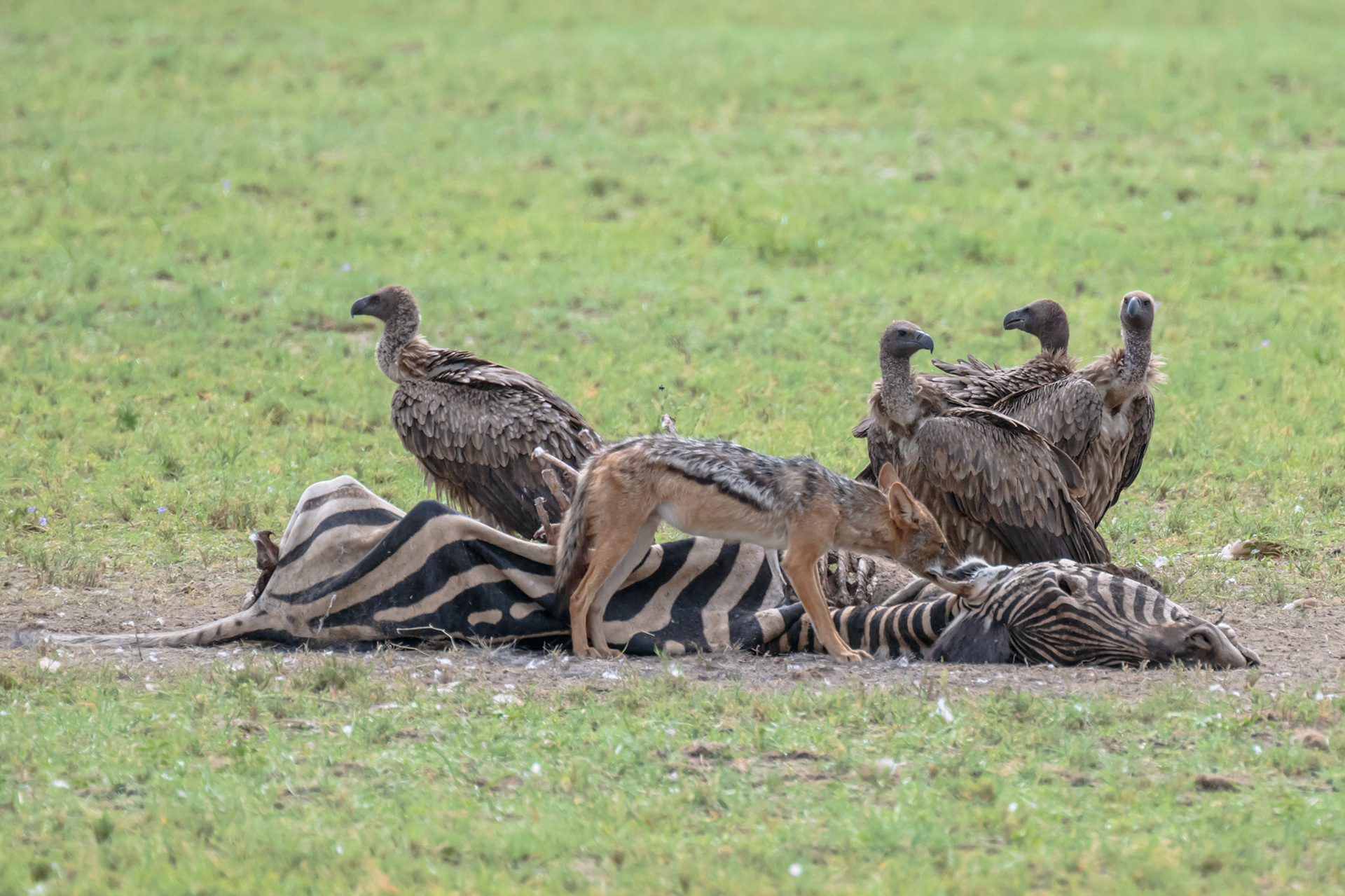 Jackal & Vultures with Carcass