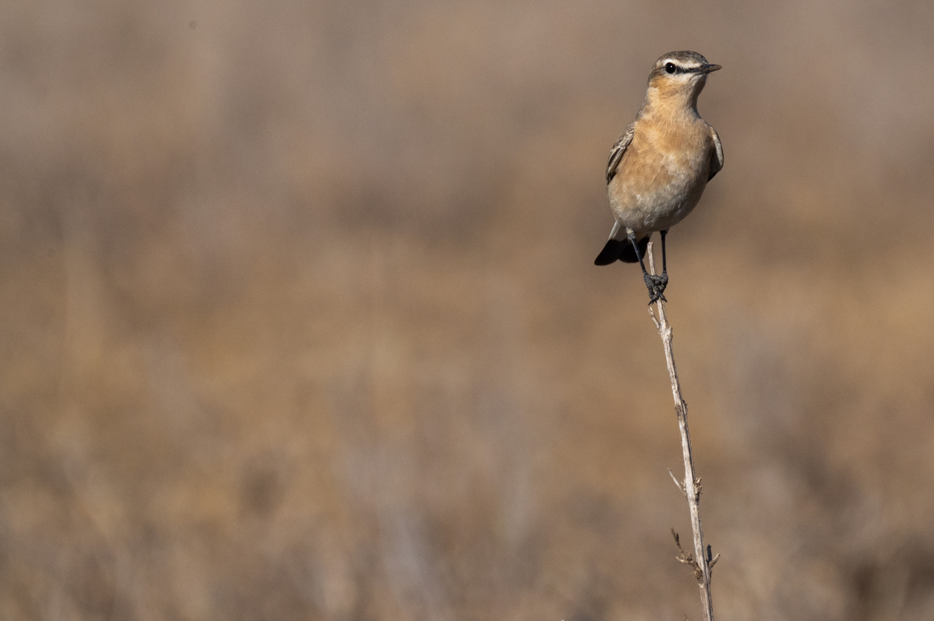 Heuglin's Wheatear