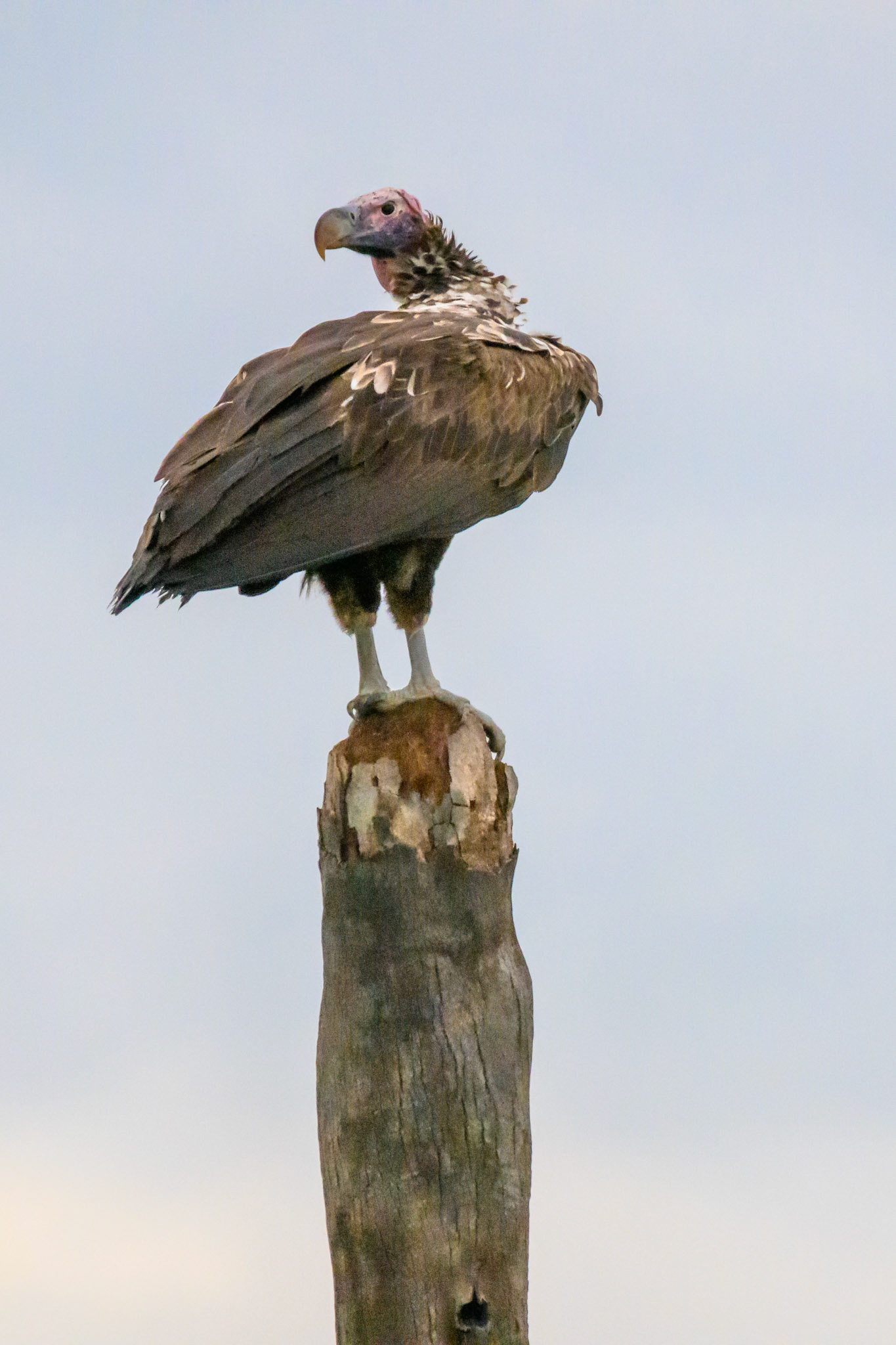 Lappet-faced Vulture
