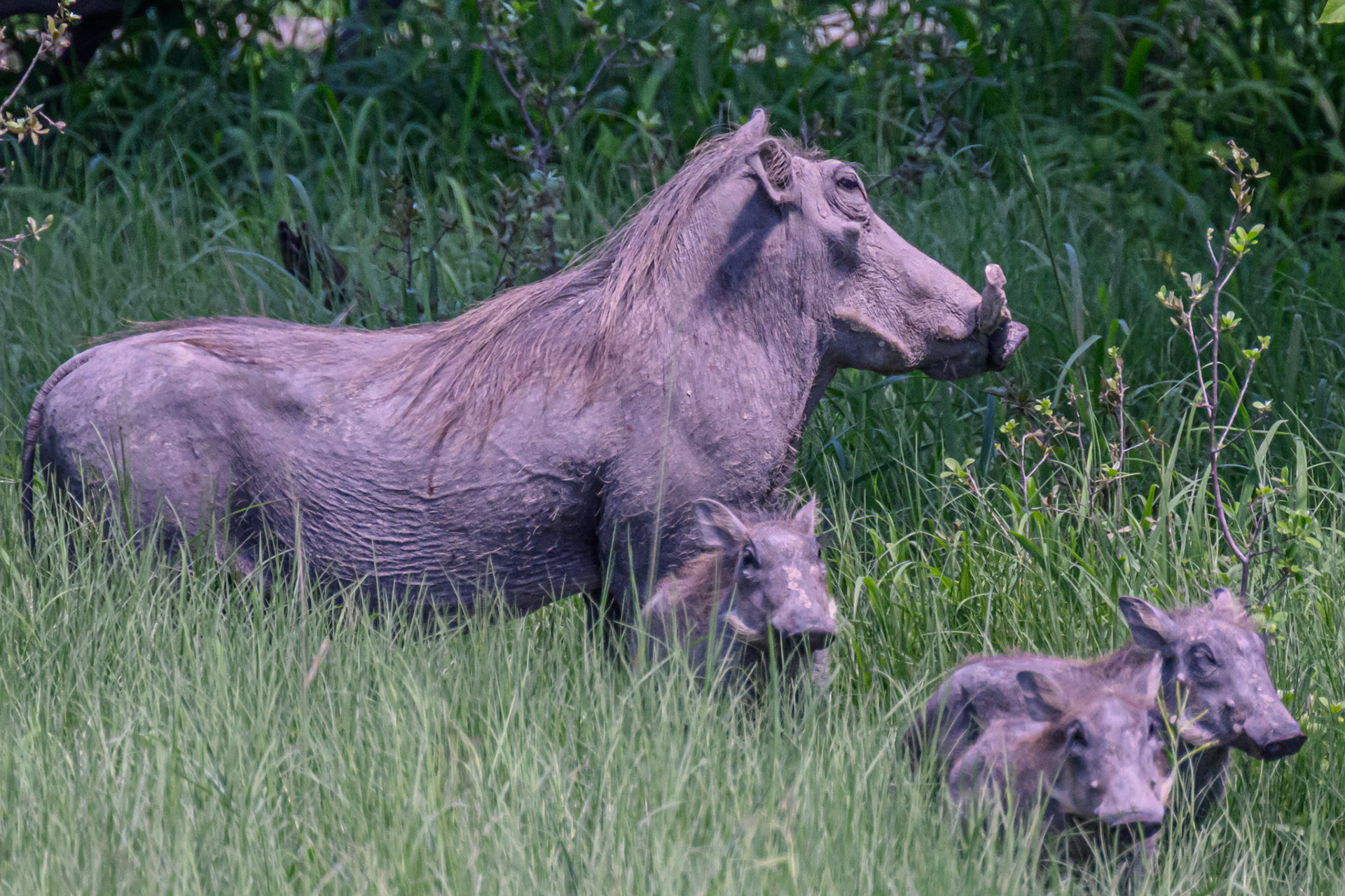 Warthog & Piglets